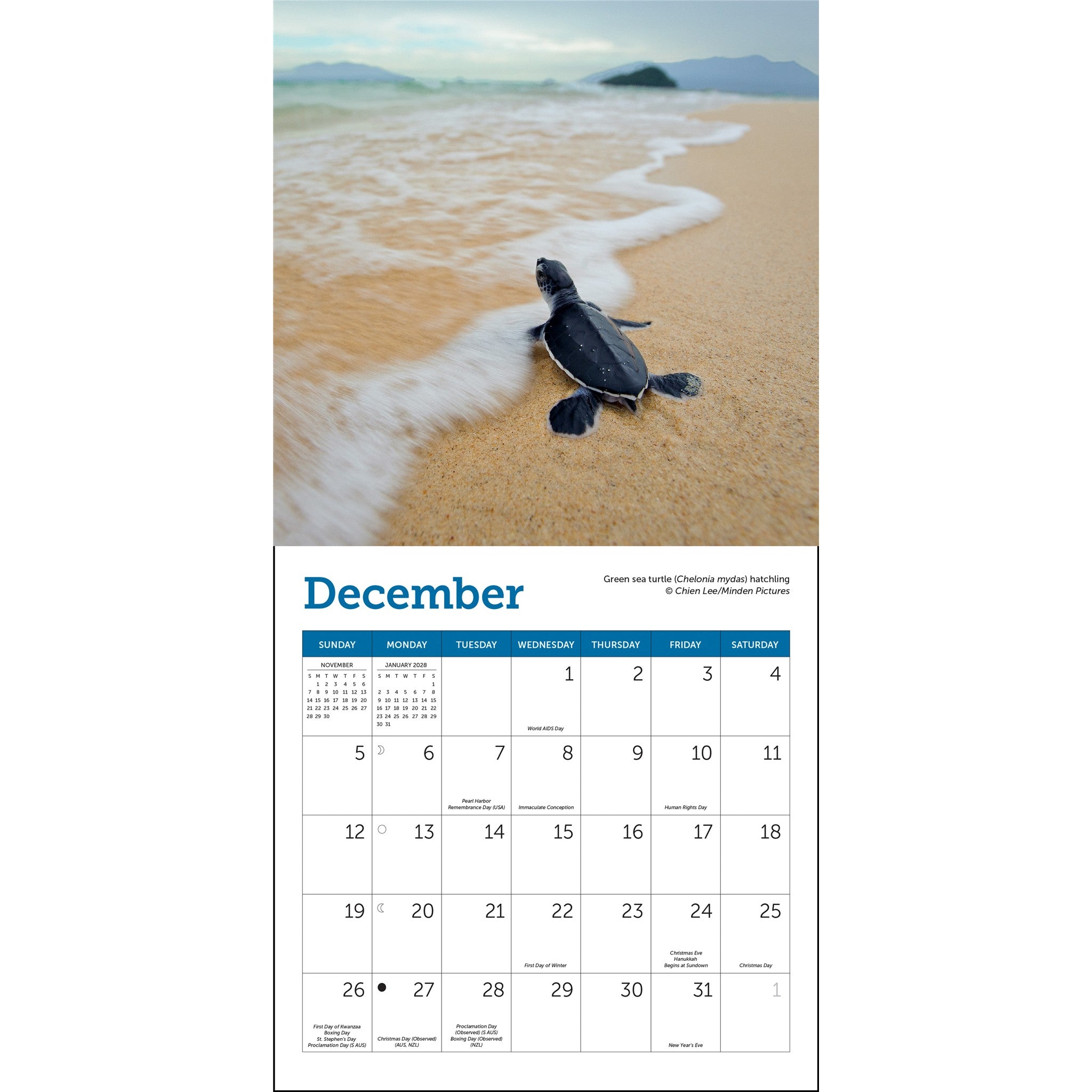 Sea Turtles 2027 Mini Calendar