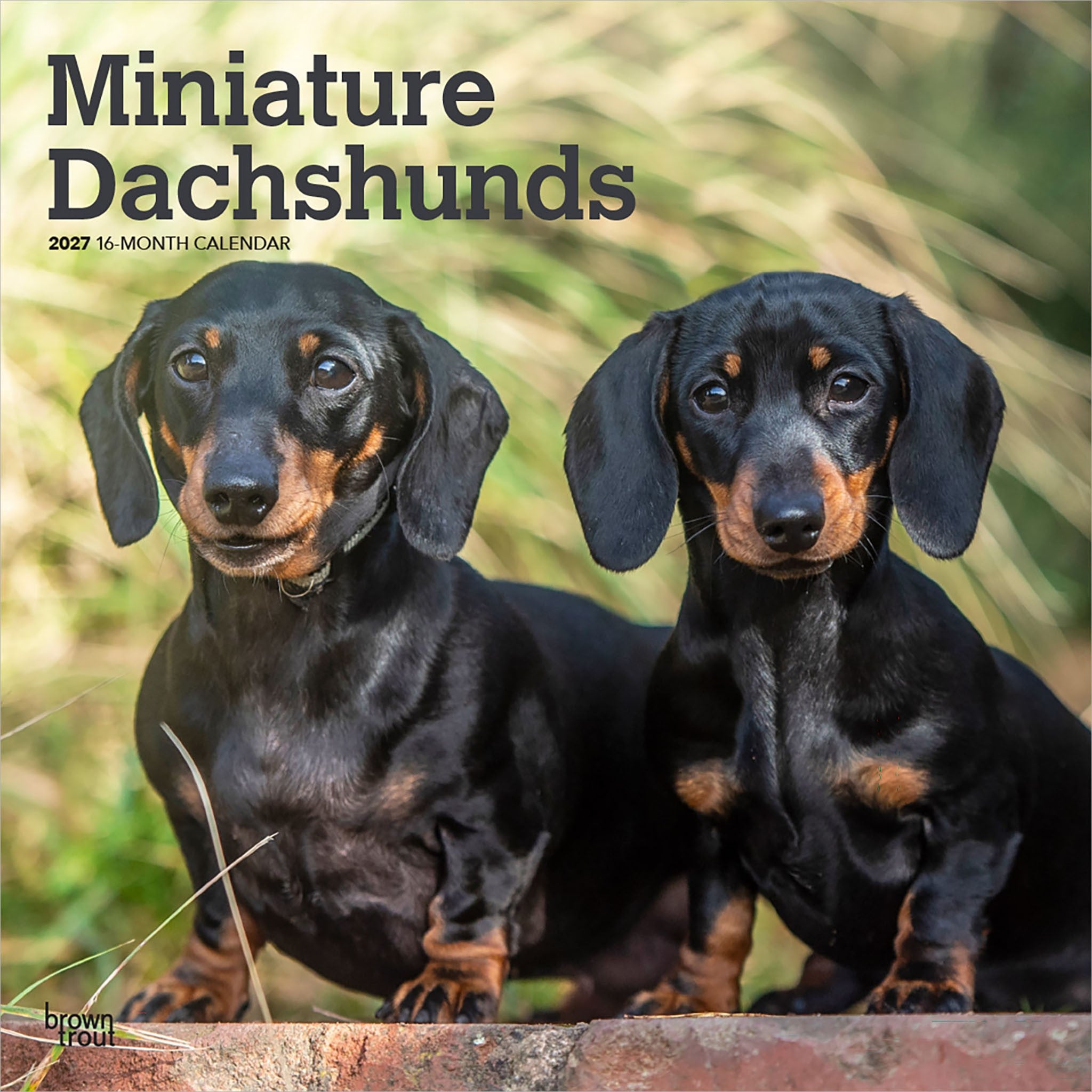 Miniature Dachshunds 2027 Wall Calendar