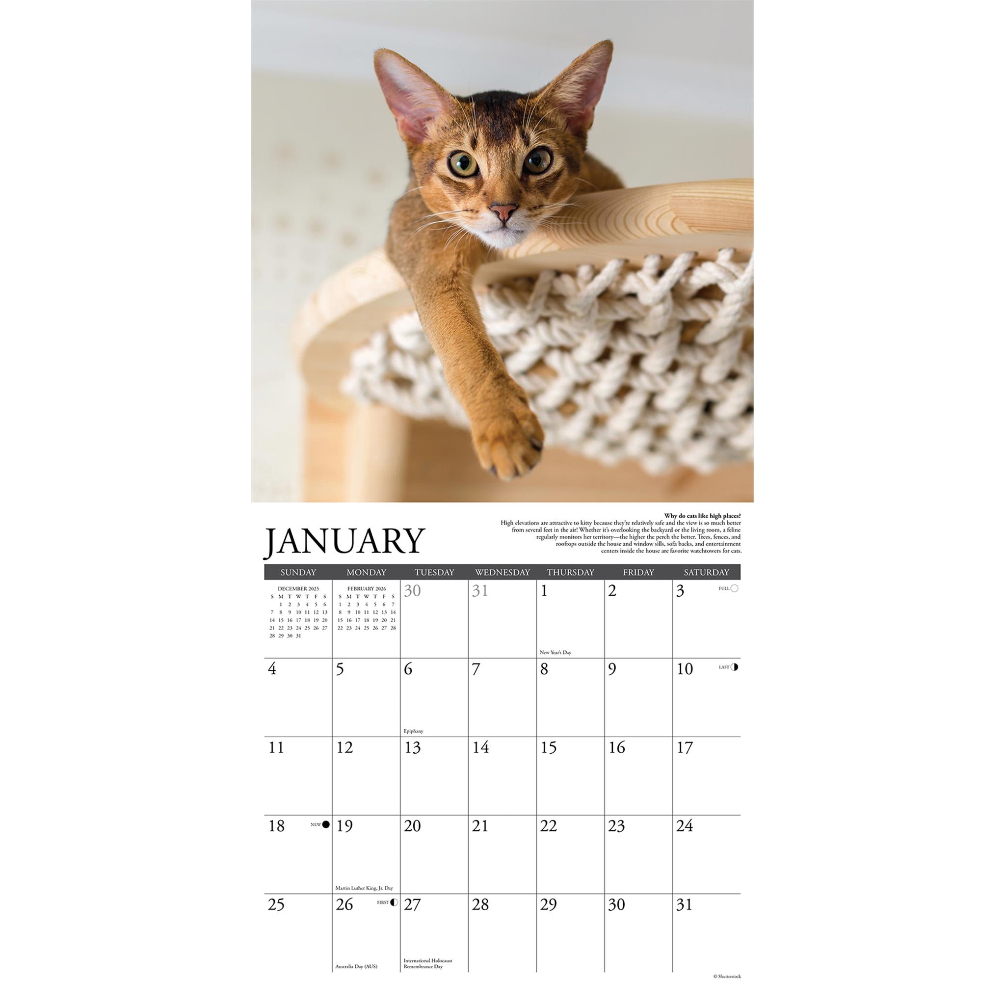 Why Cats Do That 2026 Wall Calendar