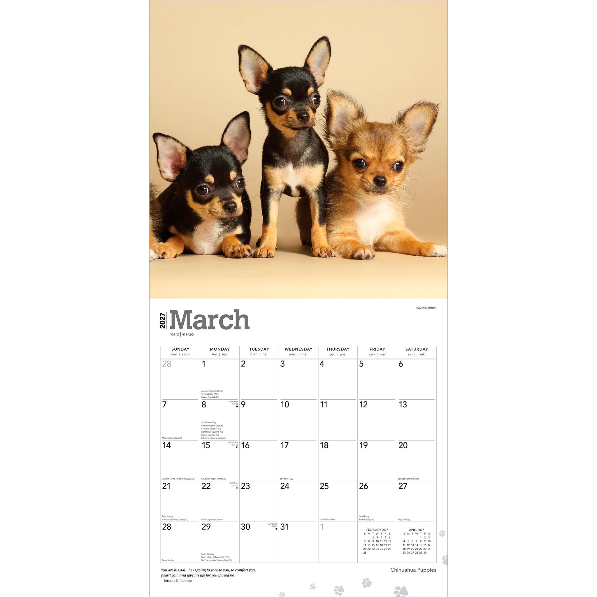 Chihuahua Puppies 2027 Wall Calendar