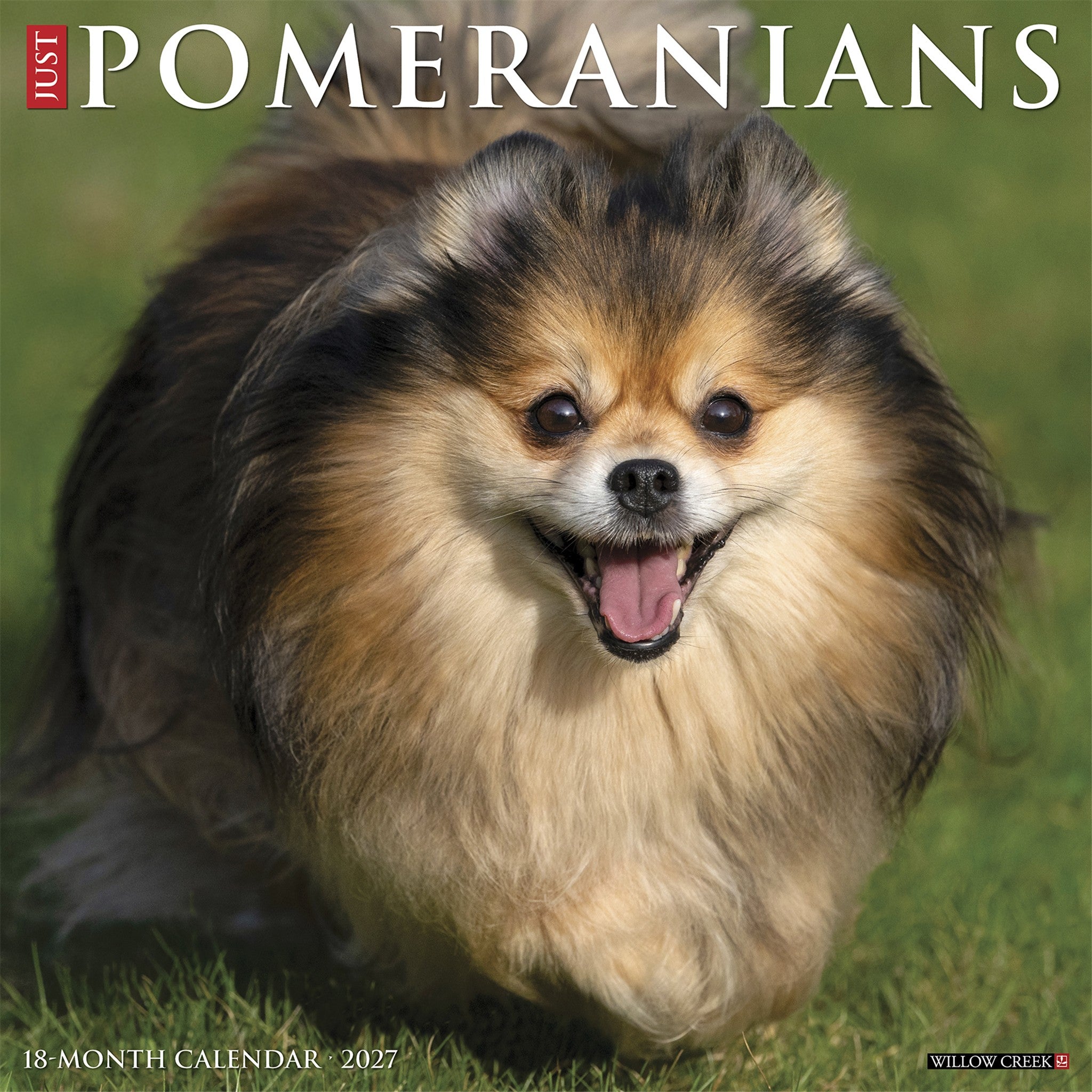 Pomeranians 2027 Wall Calendar