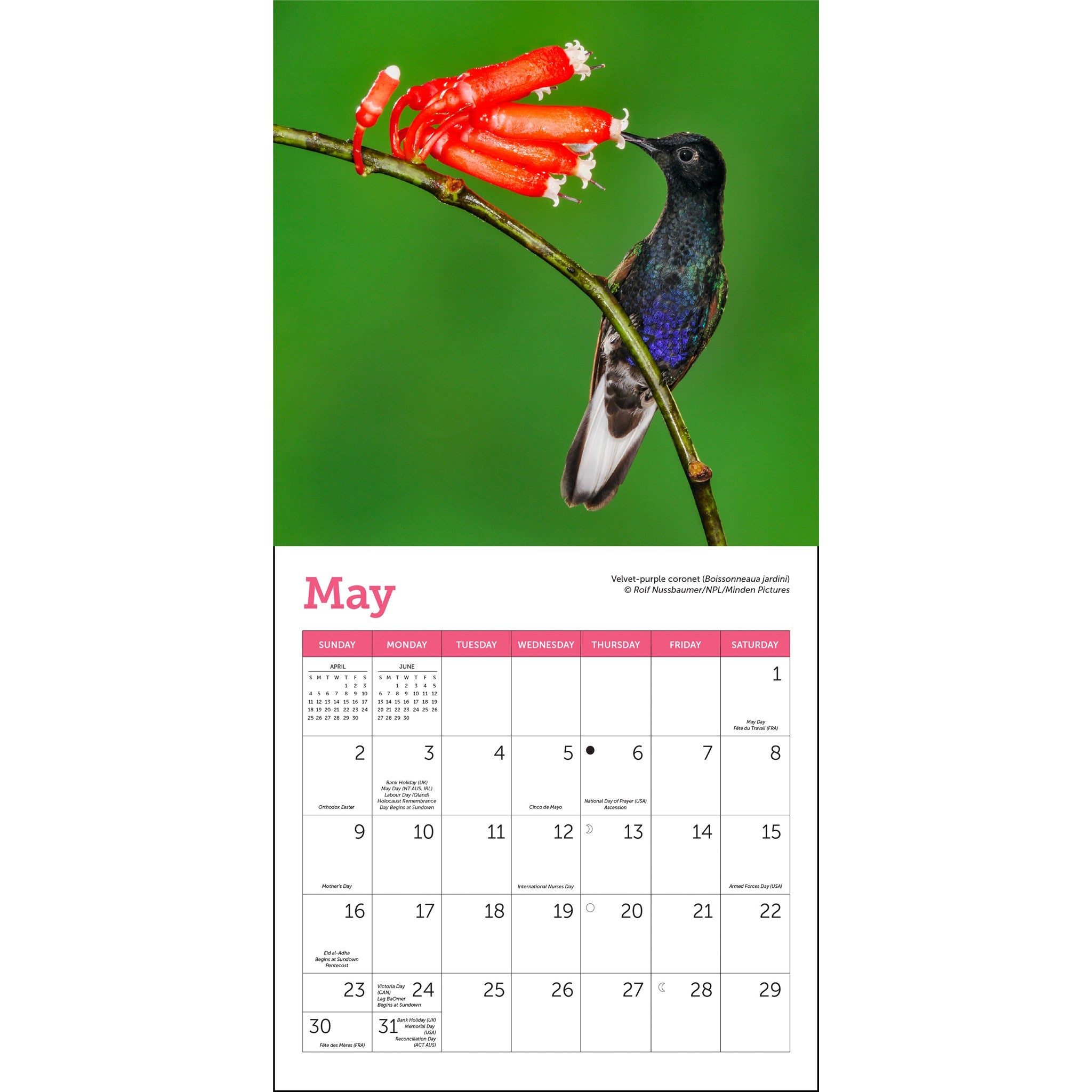Hummingbirds 2027 Mini Calendar