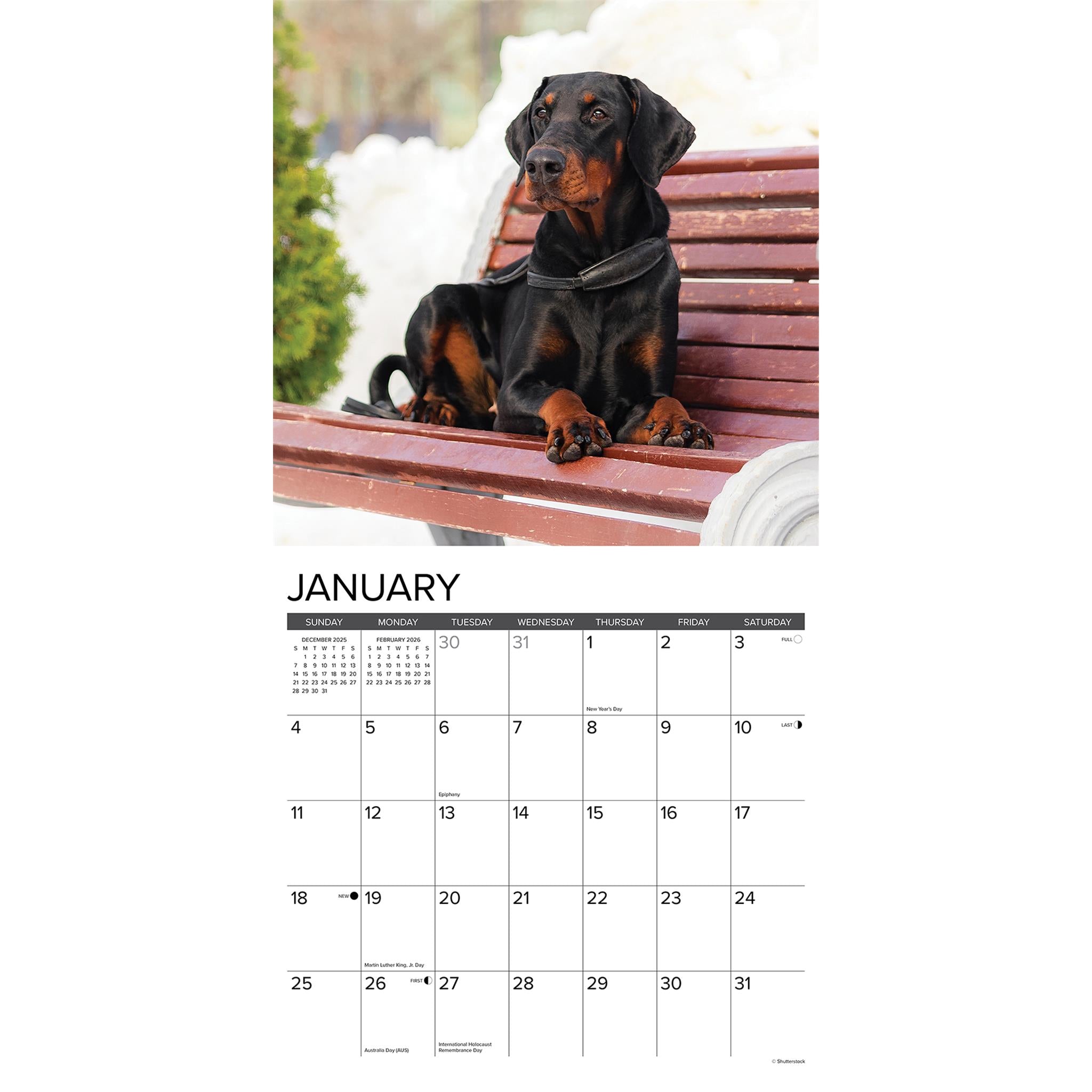 Just Doberman Pinschers 2026 Wall Calendar - Online Only