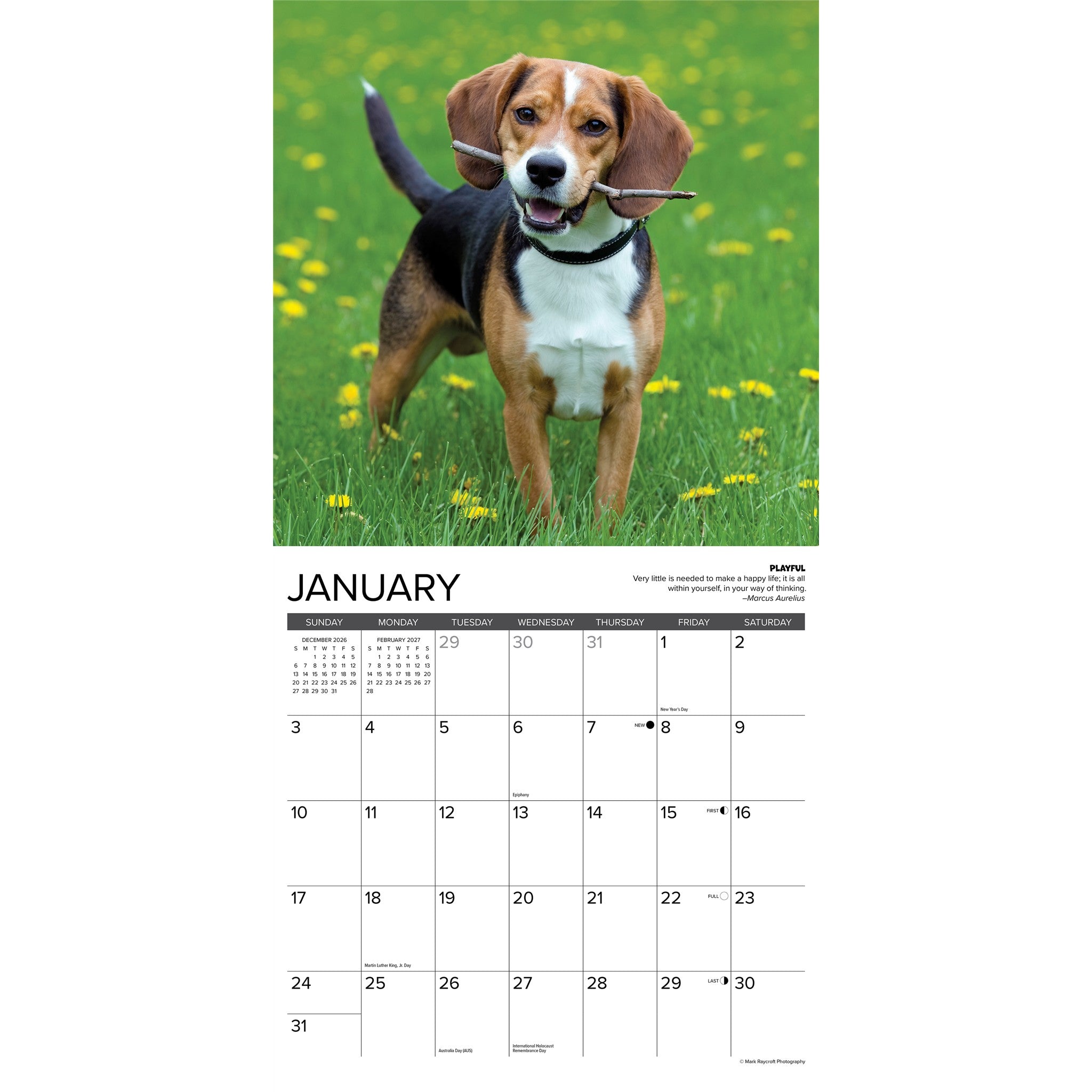 Beagle Rules 2027 Wall Calendar - Online Only