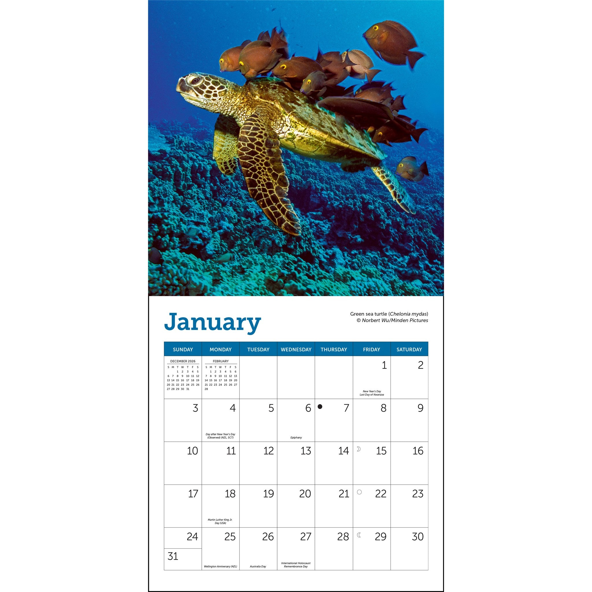 Sea Turtles 2027 Mini Calendar