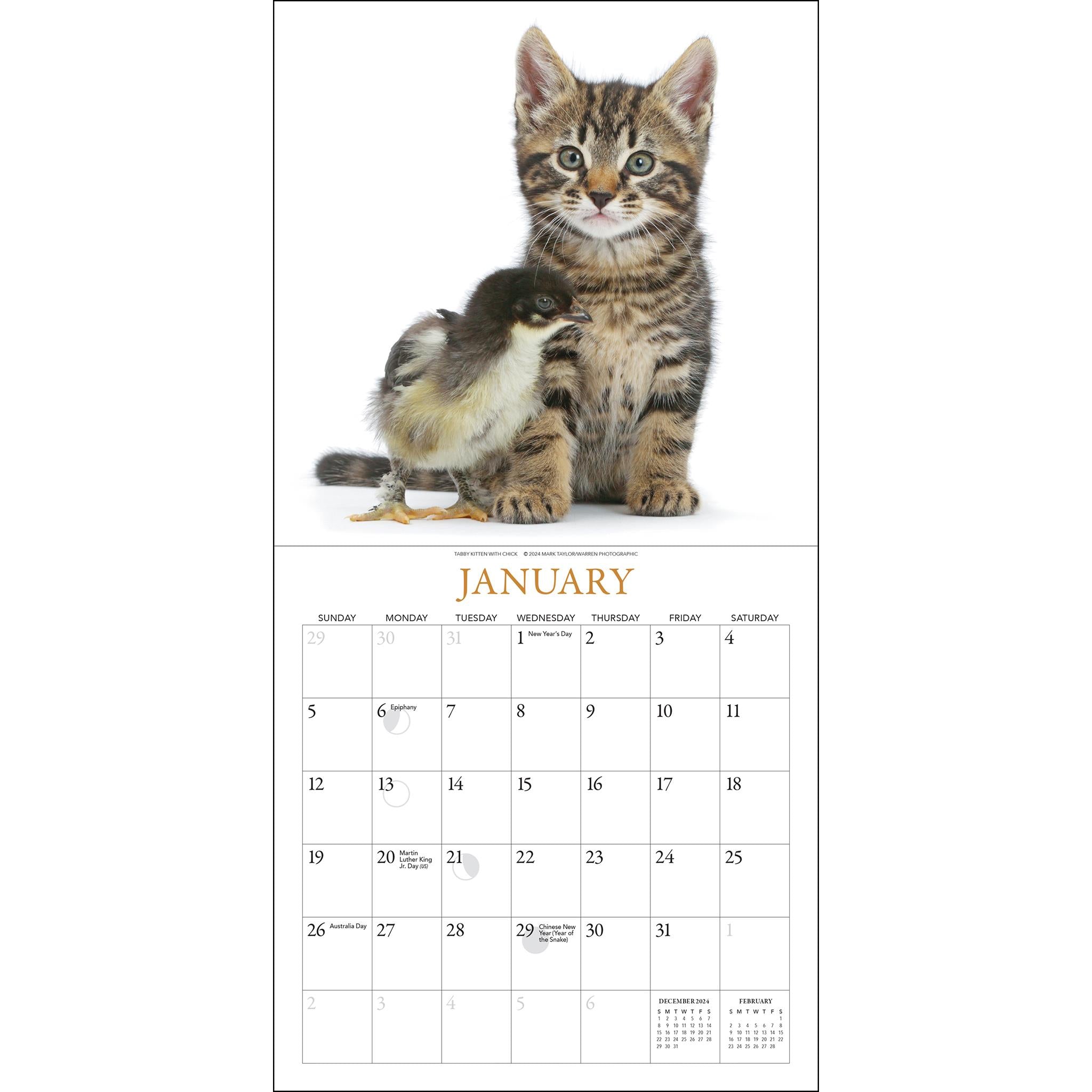 Kittens And Friends Mini 2025 Calendar