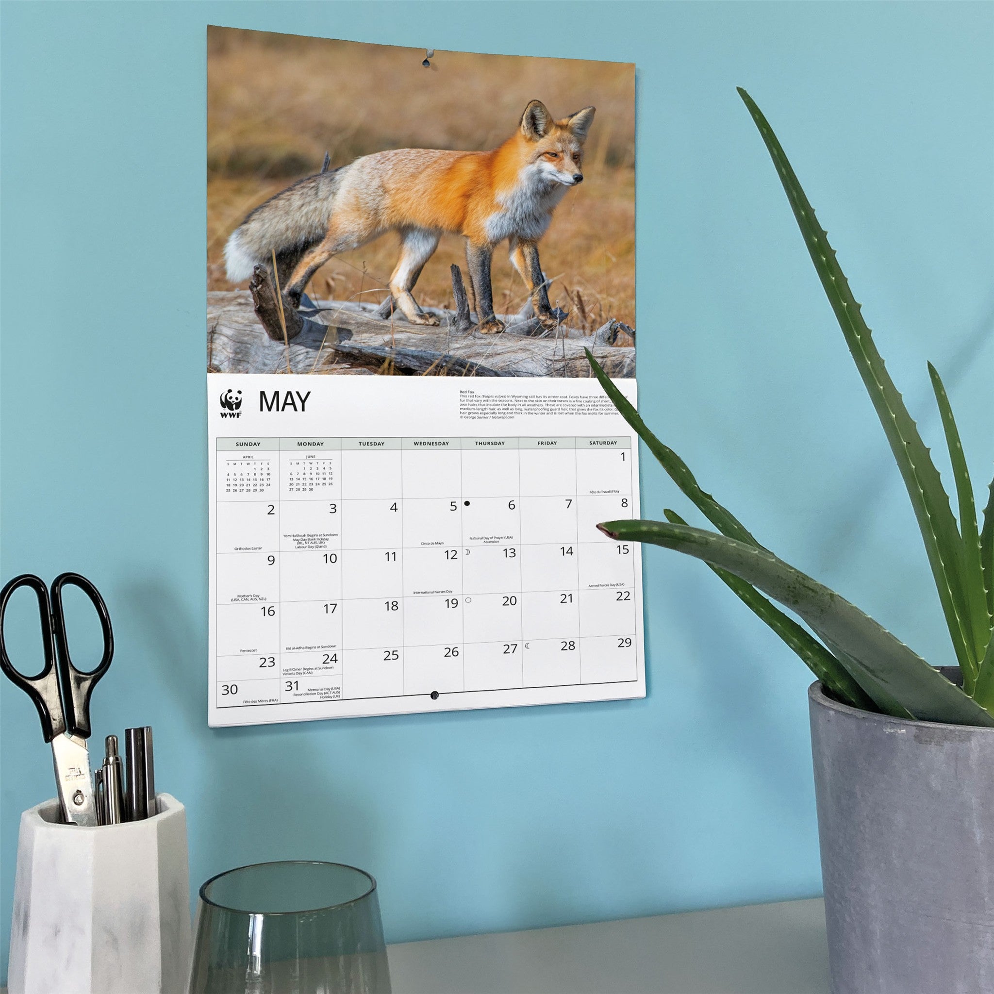 World Wildlife Fund Foxes 2027 Wall Calendar