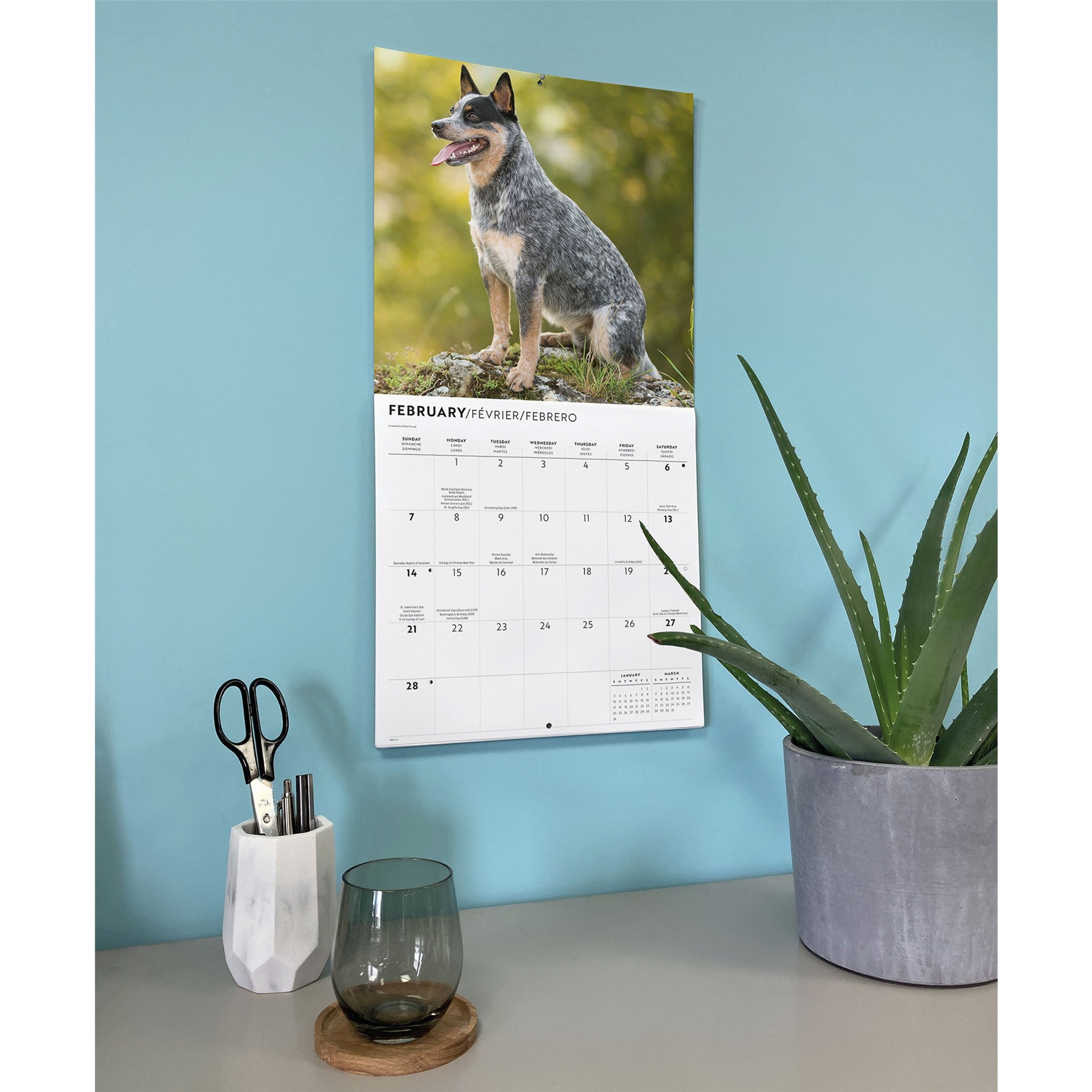Australian Cattle Dogs 2027 Wall Calendar