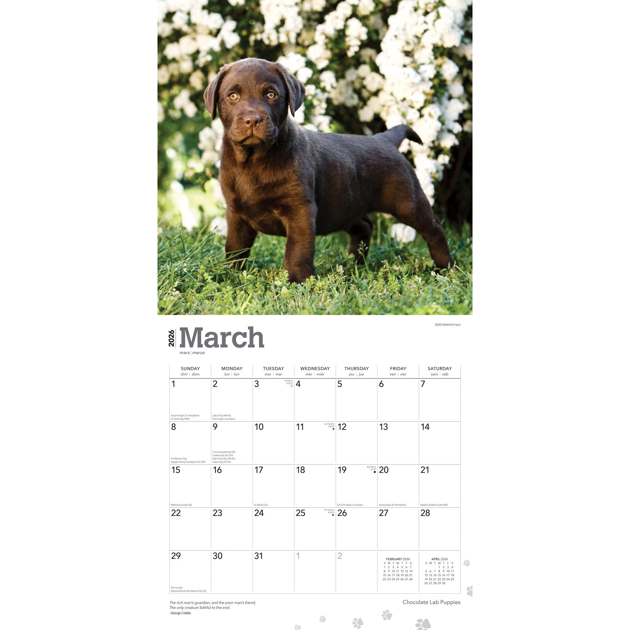 Chocolate Lab Puppies 2026 Wall Calendar