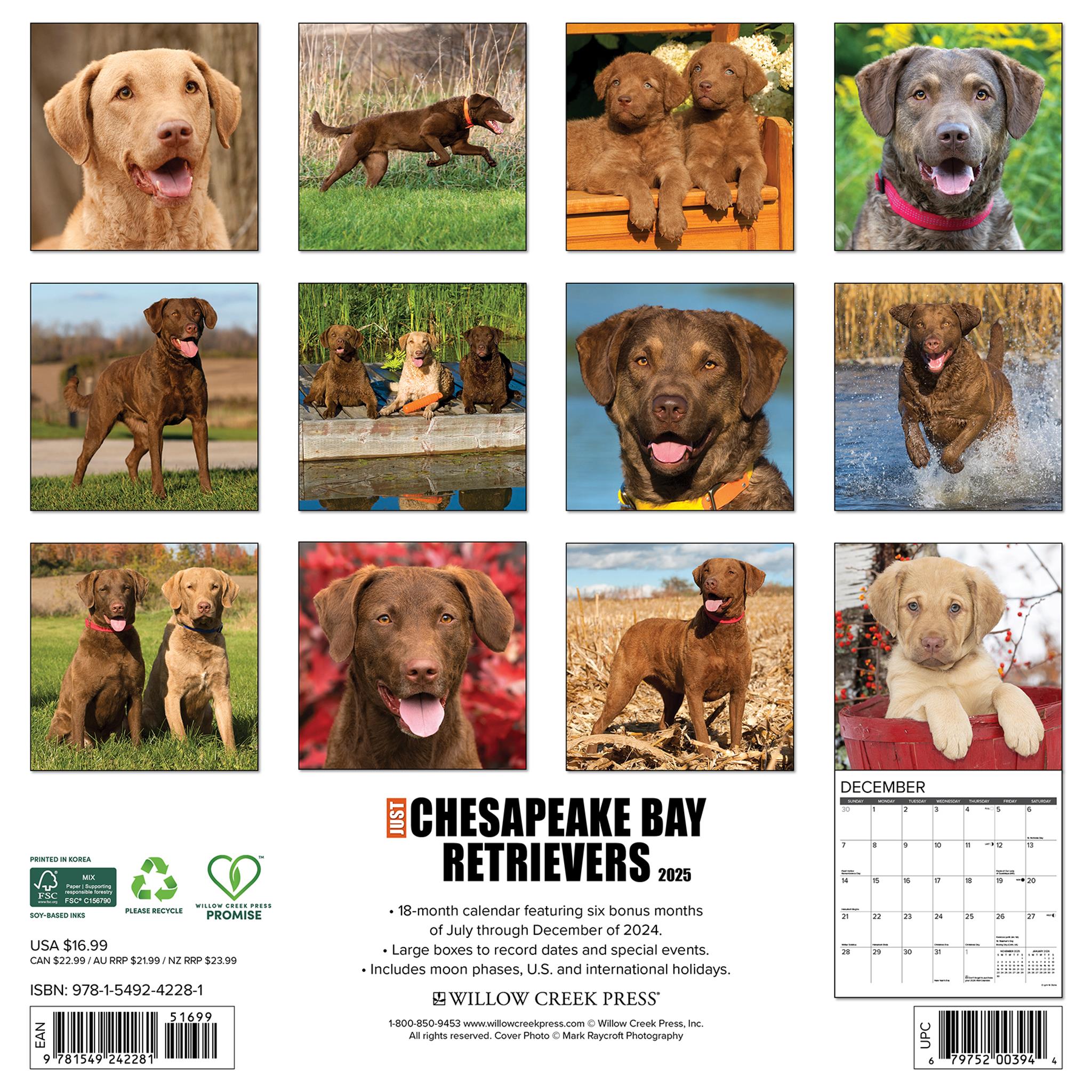 Just Chesapeake Bay Retrievers Wall 2025 Calendar