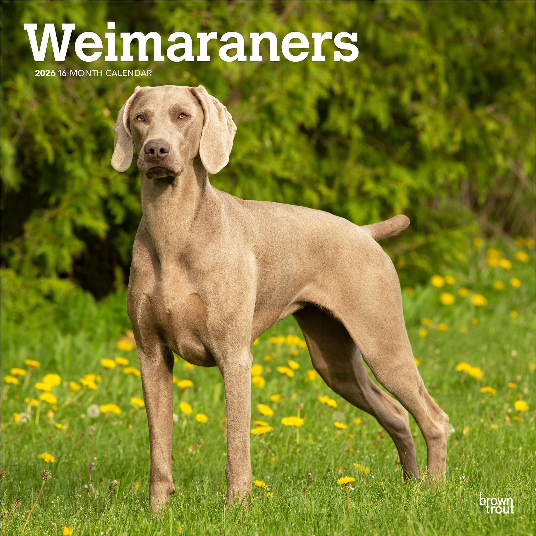 Weimaraners 2026 Wall Calendar