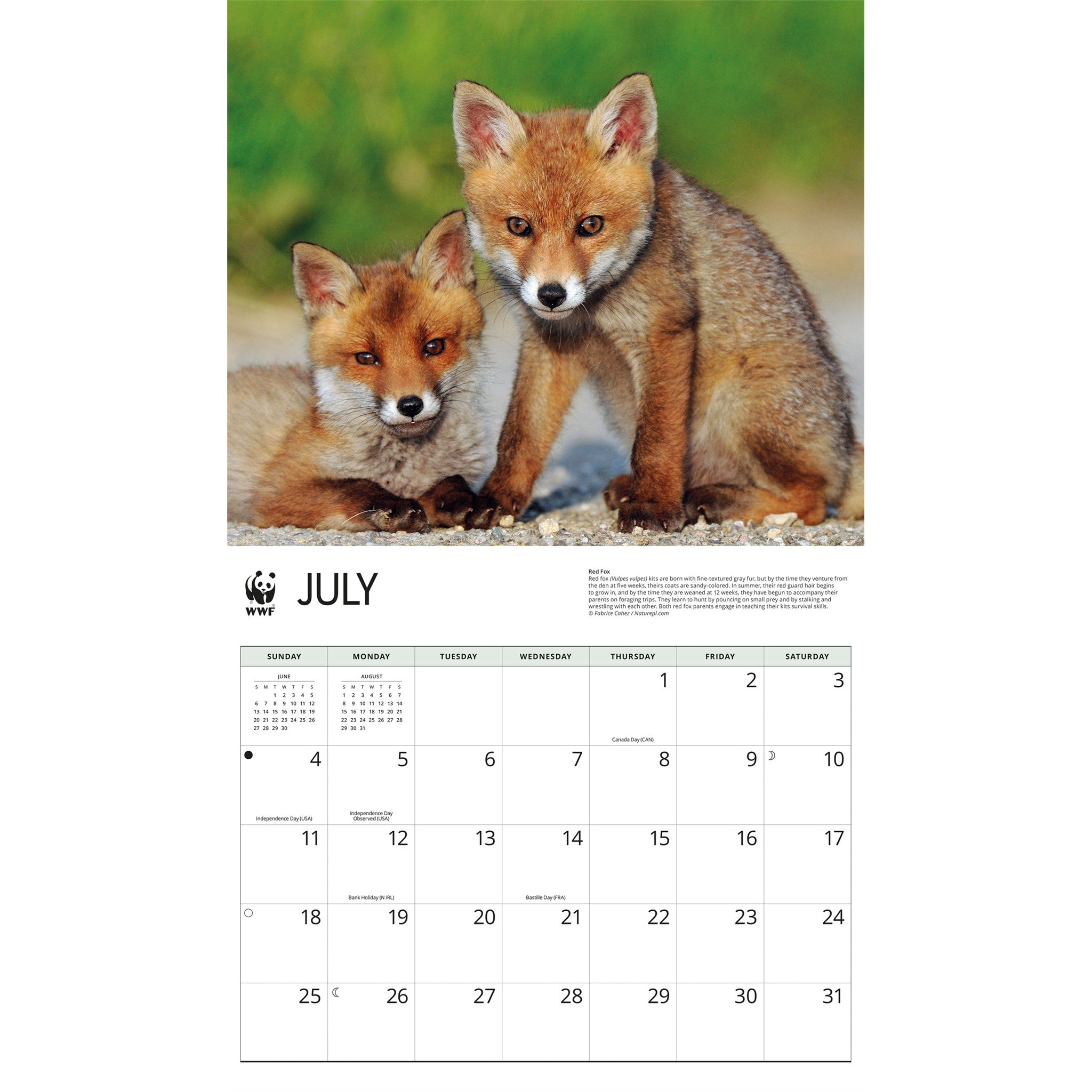 World Wildlife Fund Foxes 2027 Wall Calendar