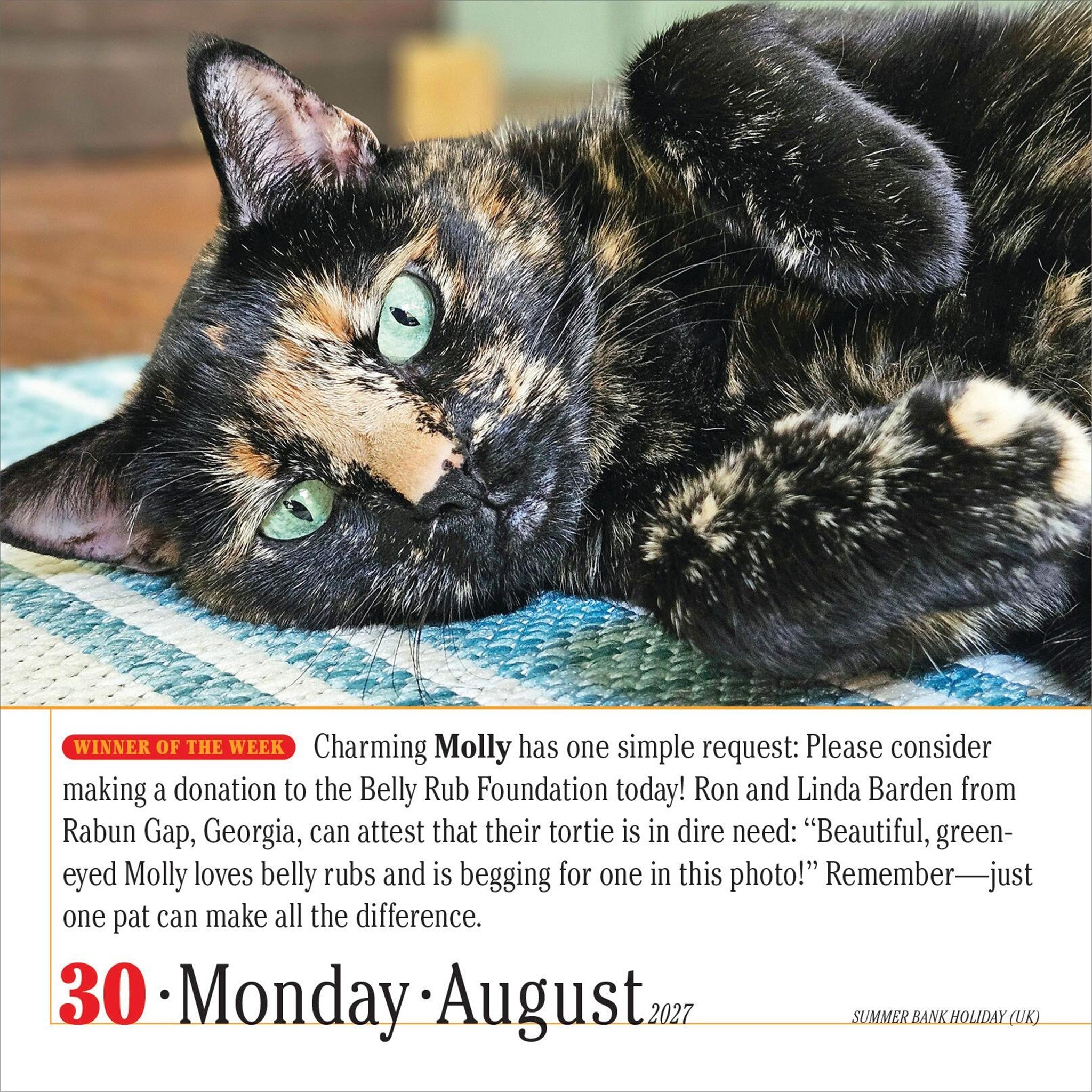 365 Cats 2027 Box Calendar