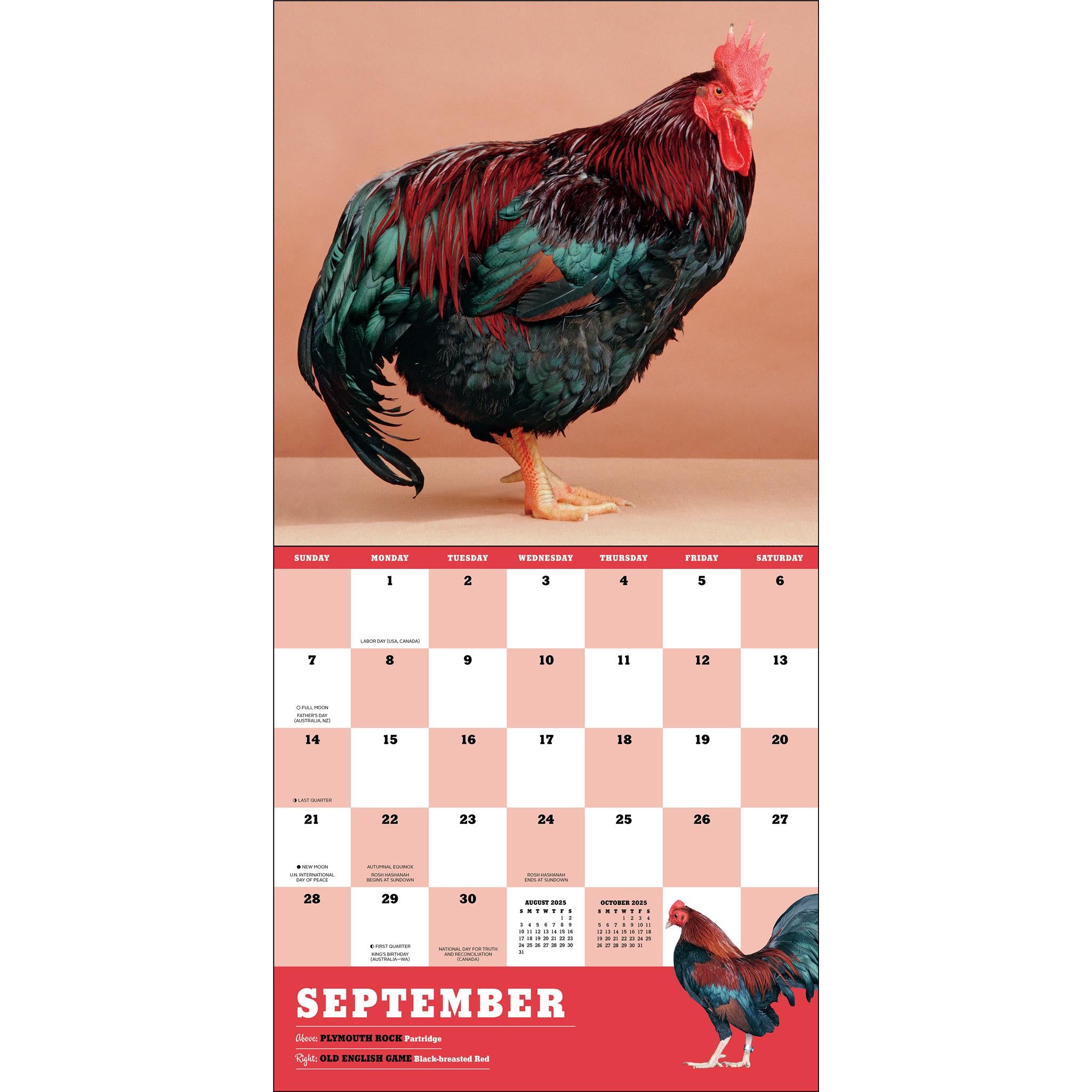 2025 Wall Calendar Chickens Calendar