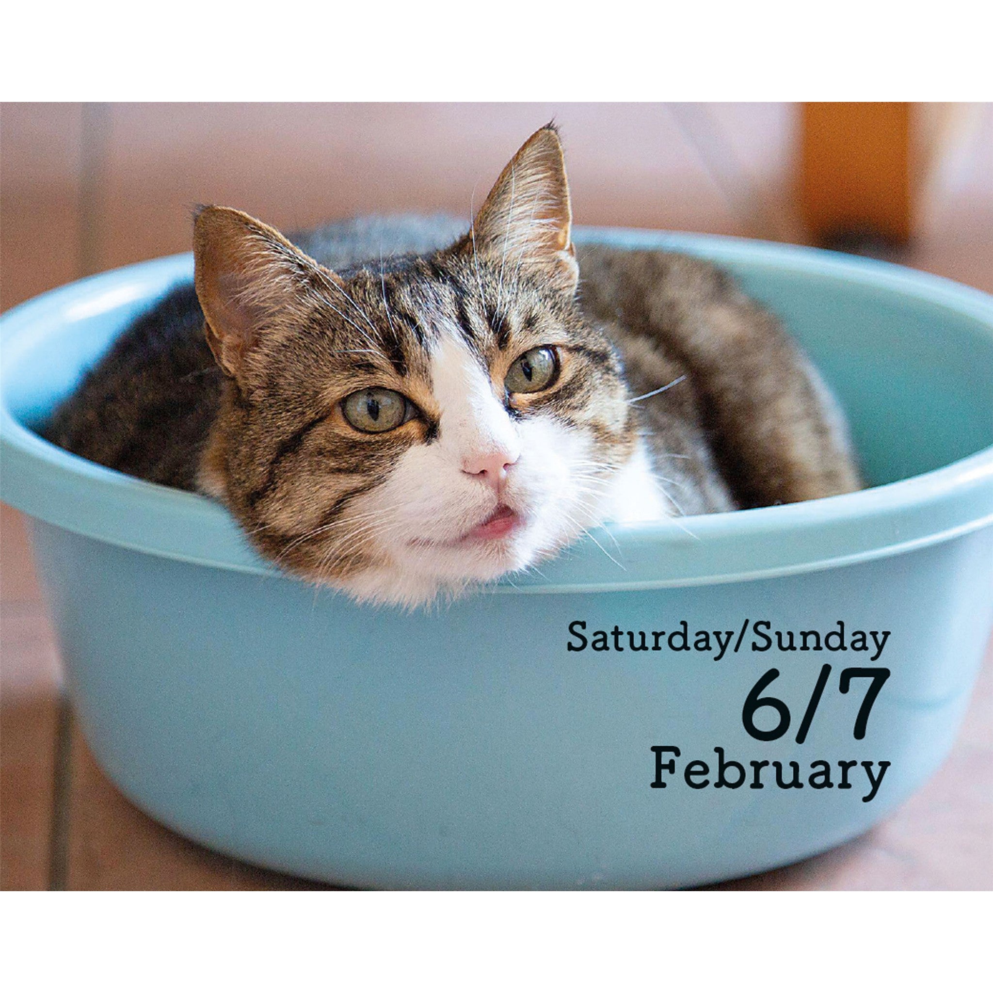 Cats 2027 Small Box Calendar