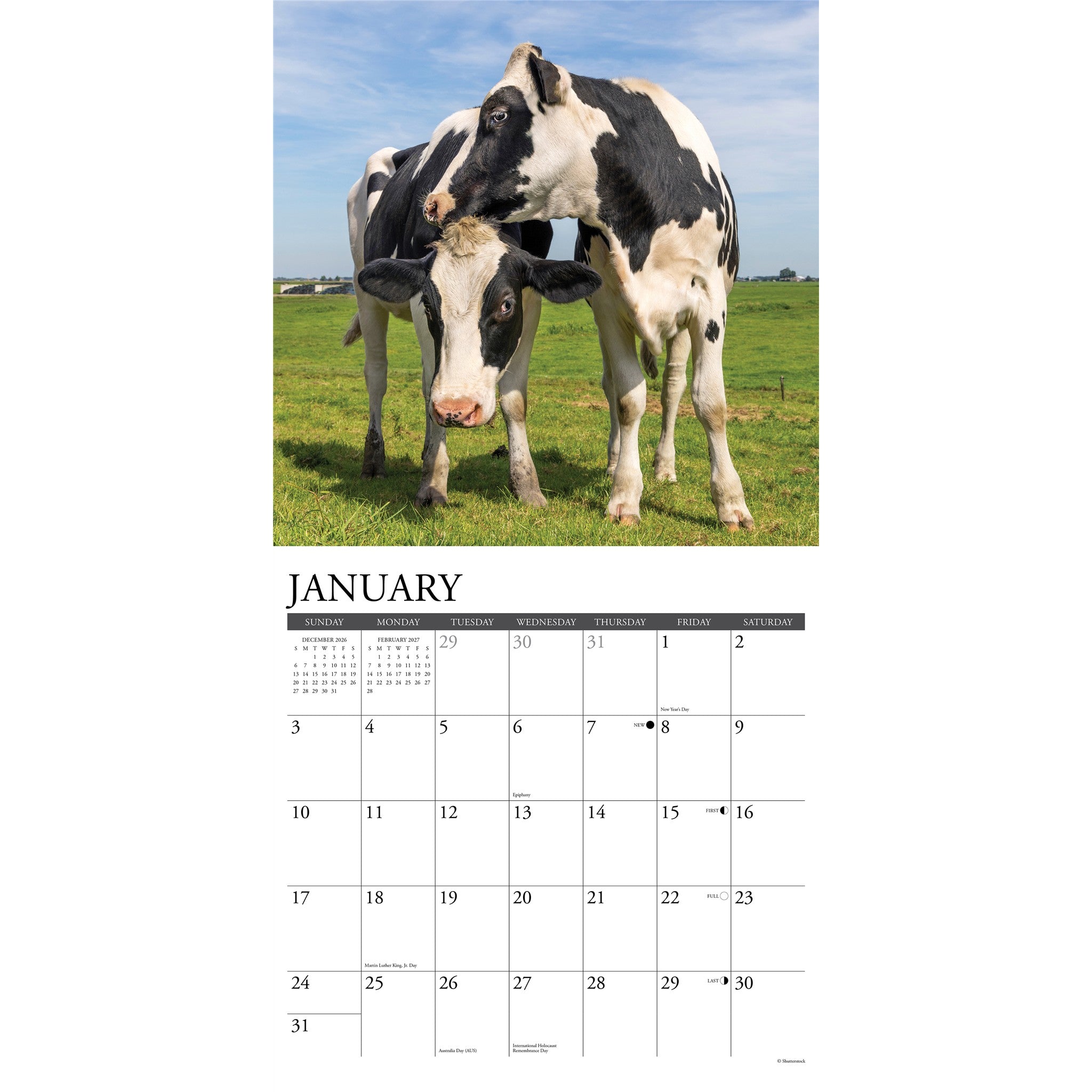 Cows 2027 Wall Calendar