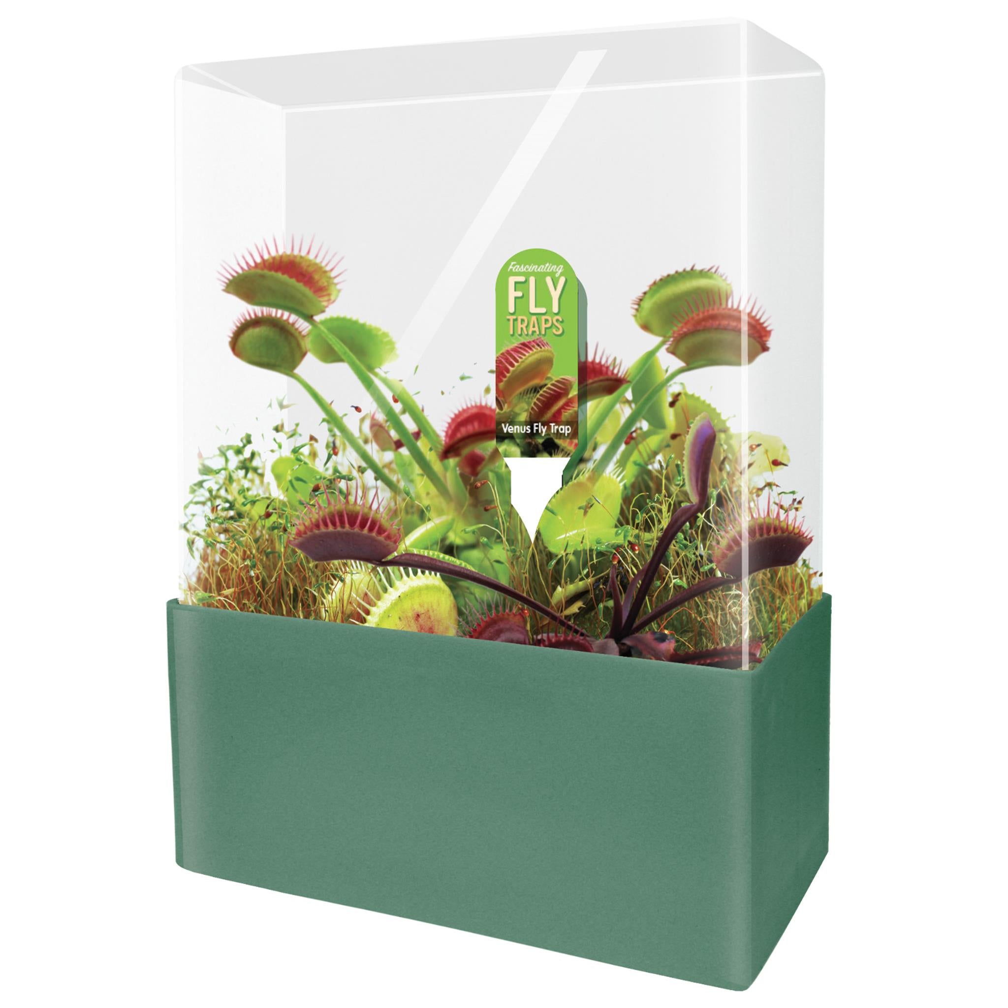Fascinating Flytrap Seed Square