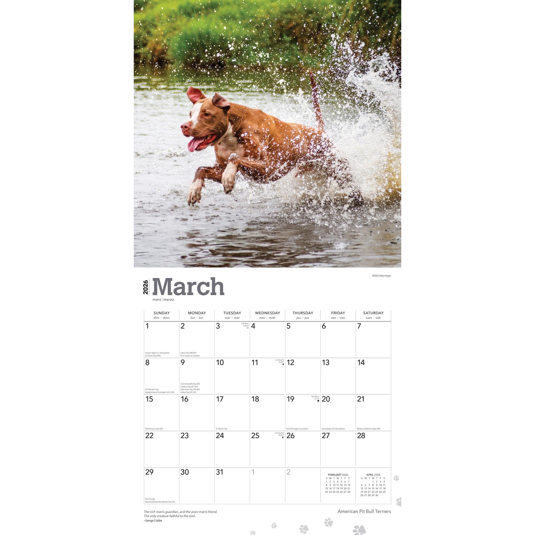 American Pit Bull Terriers 2026 Wall Calendar