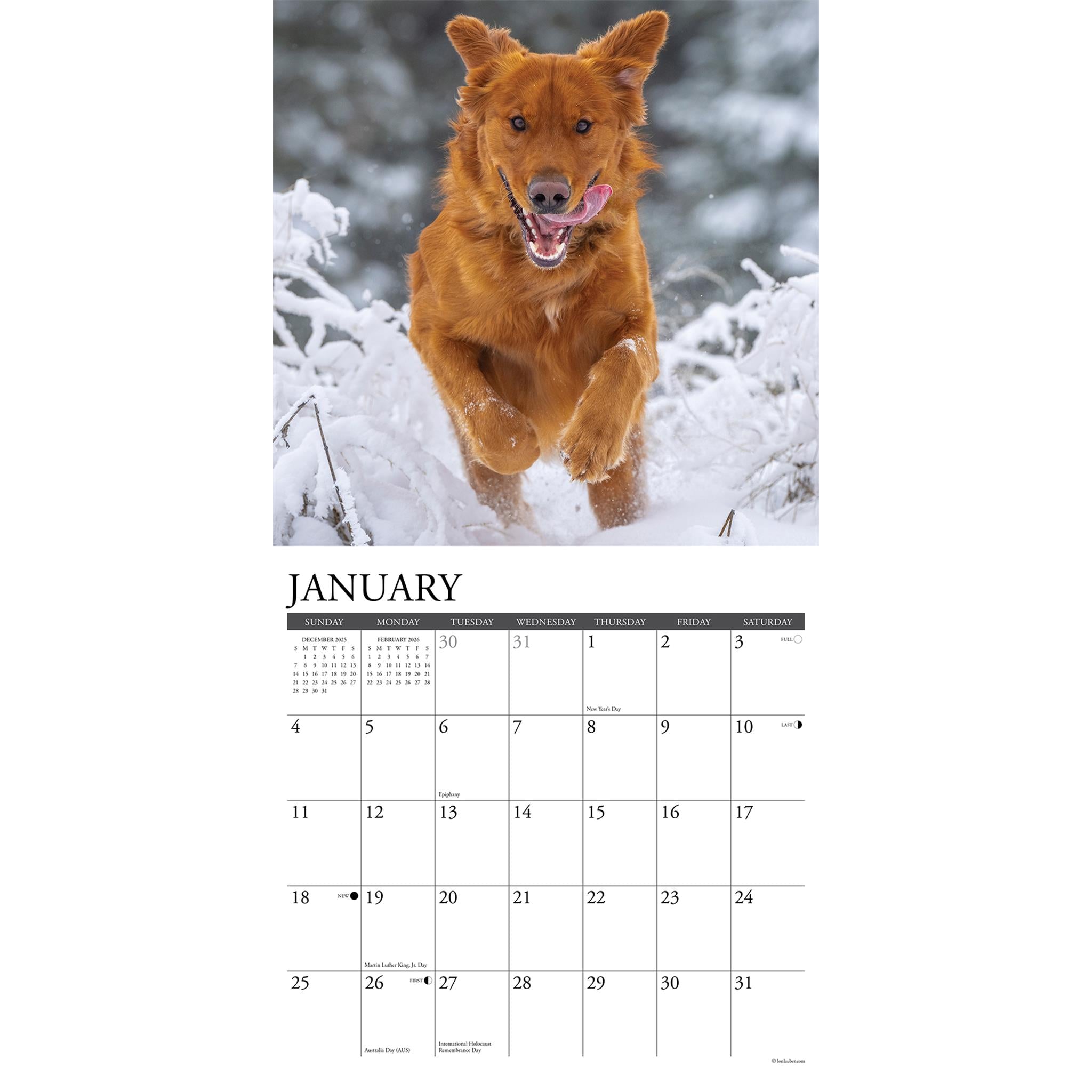 Just Goldens 2026 Wall Calendar