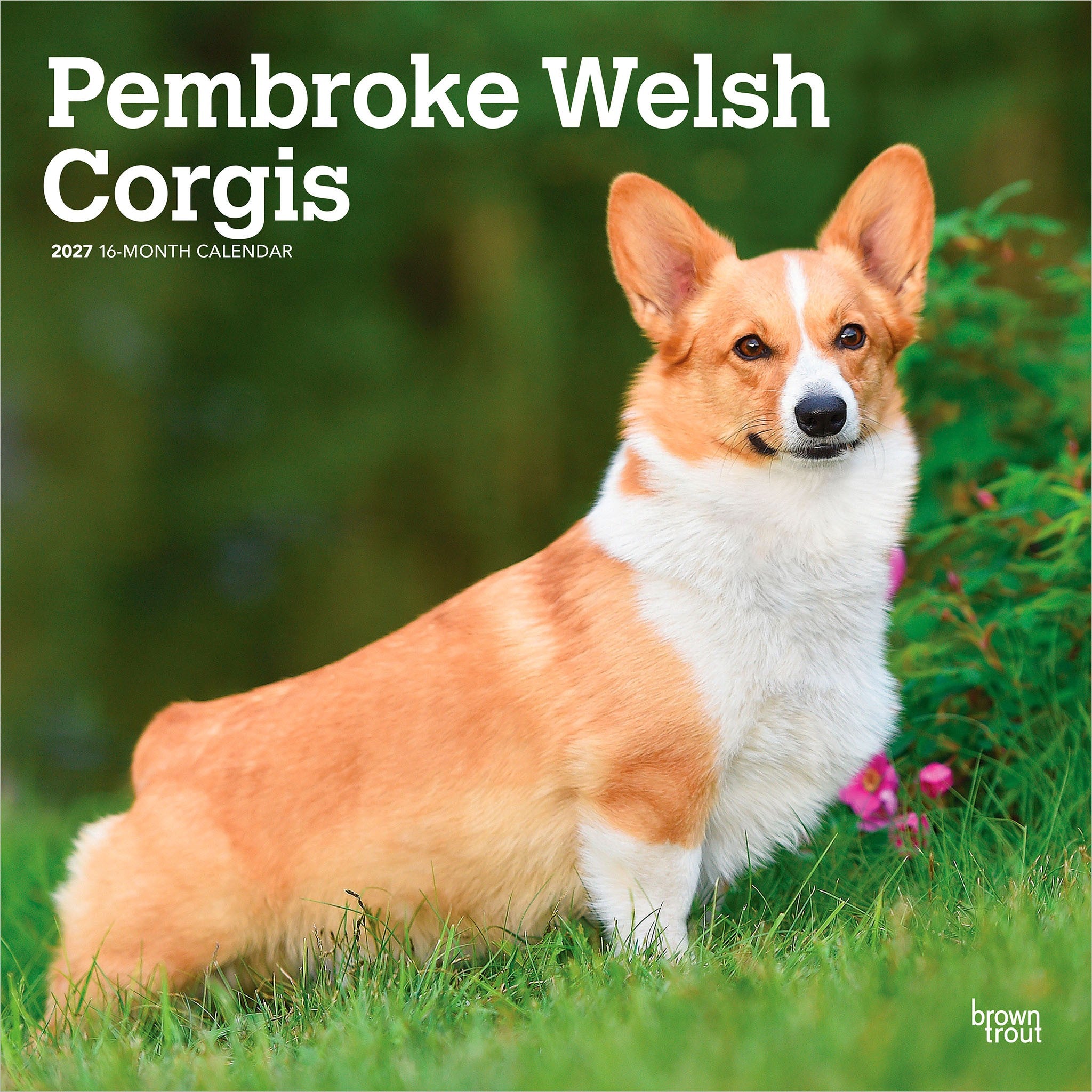 Pembroke Welsh Corgis 2027 Wall Calendar - Online Only
