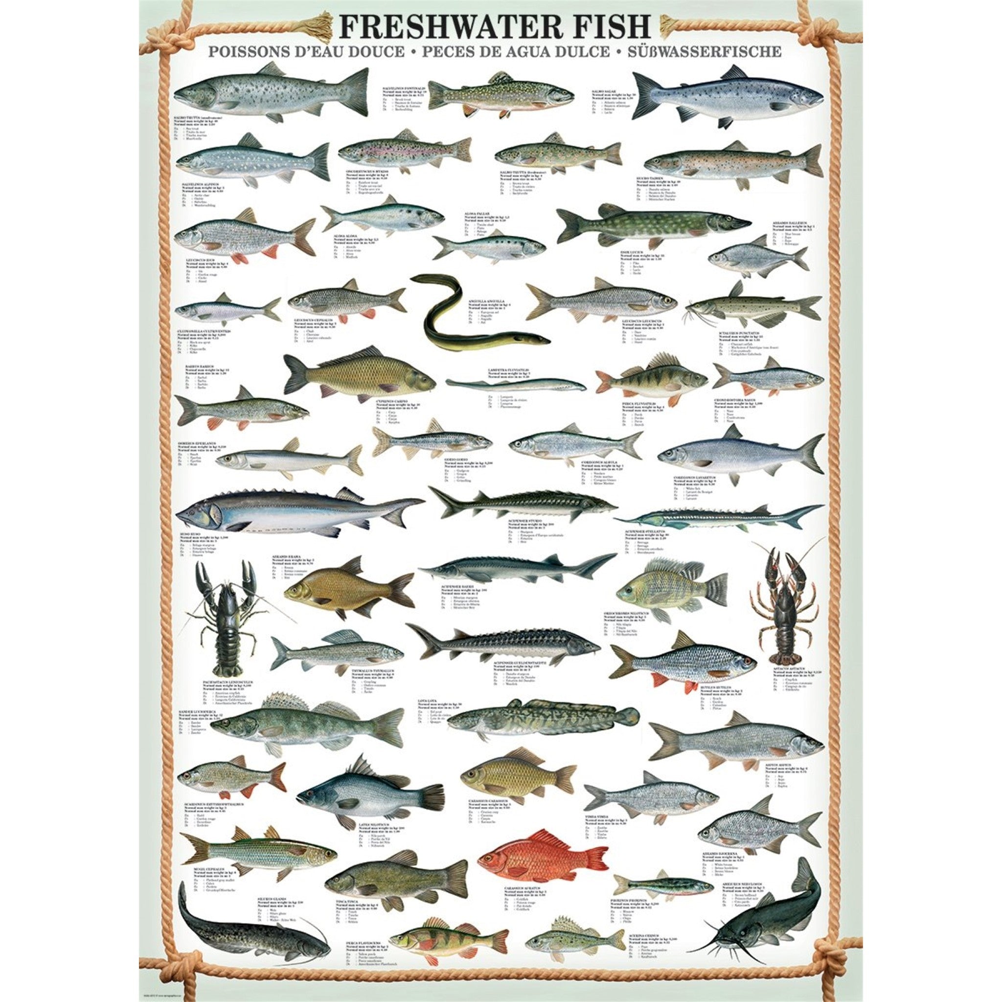 Freshwater Fish 1000 Piece Puzzle