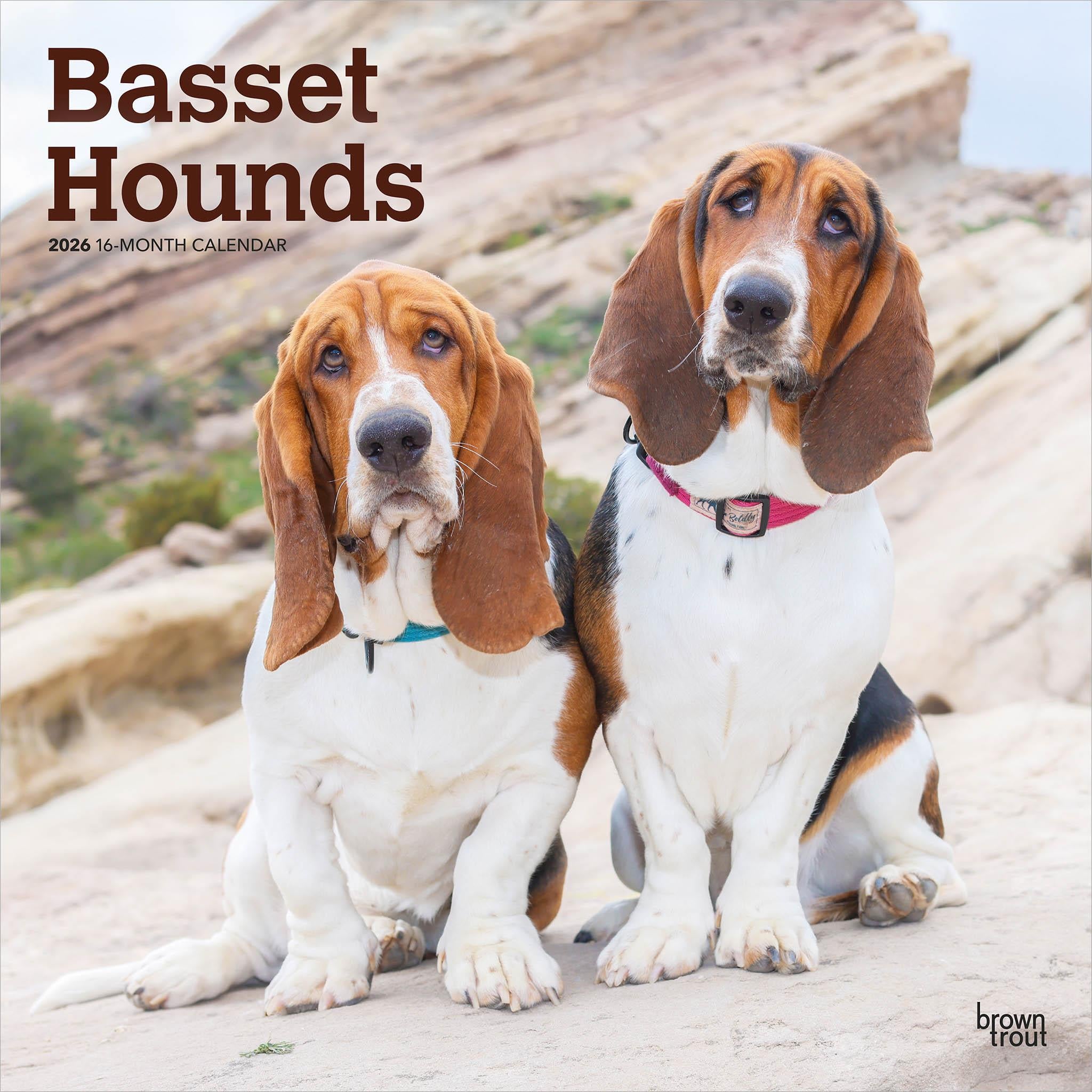Two Basset Hounds sitting outdoors with a rock formation in the background, one with a blue collar and the other with a brown collar. The calendar is titled 'Basset Hounds' and shows the name of the breed at the top.