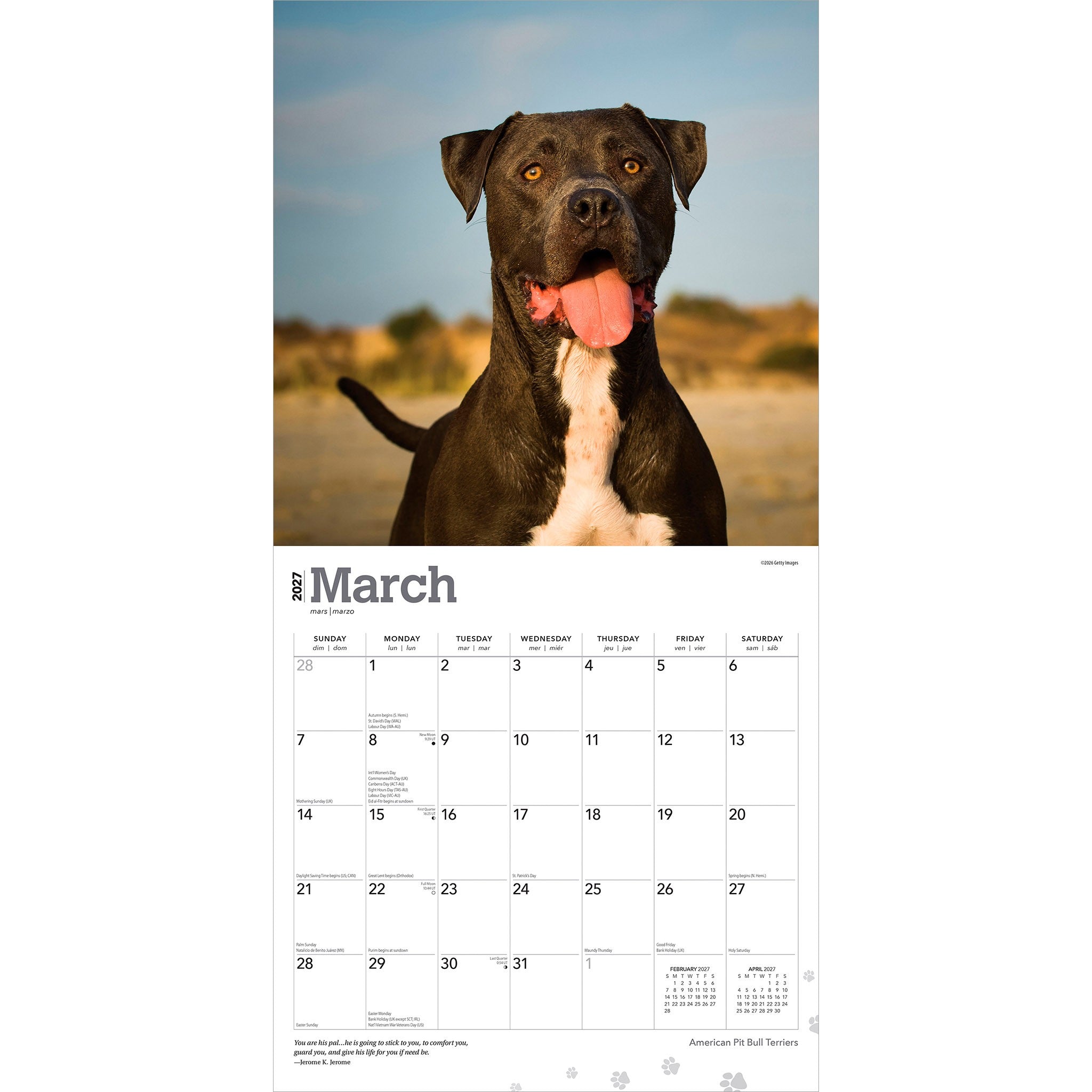American Pit Bull Terriers 2027 Wall Calendar