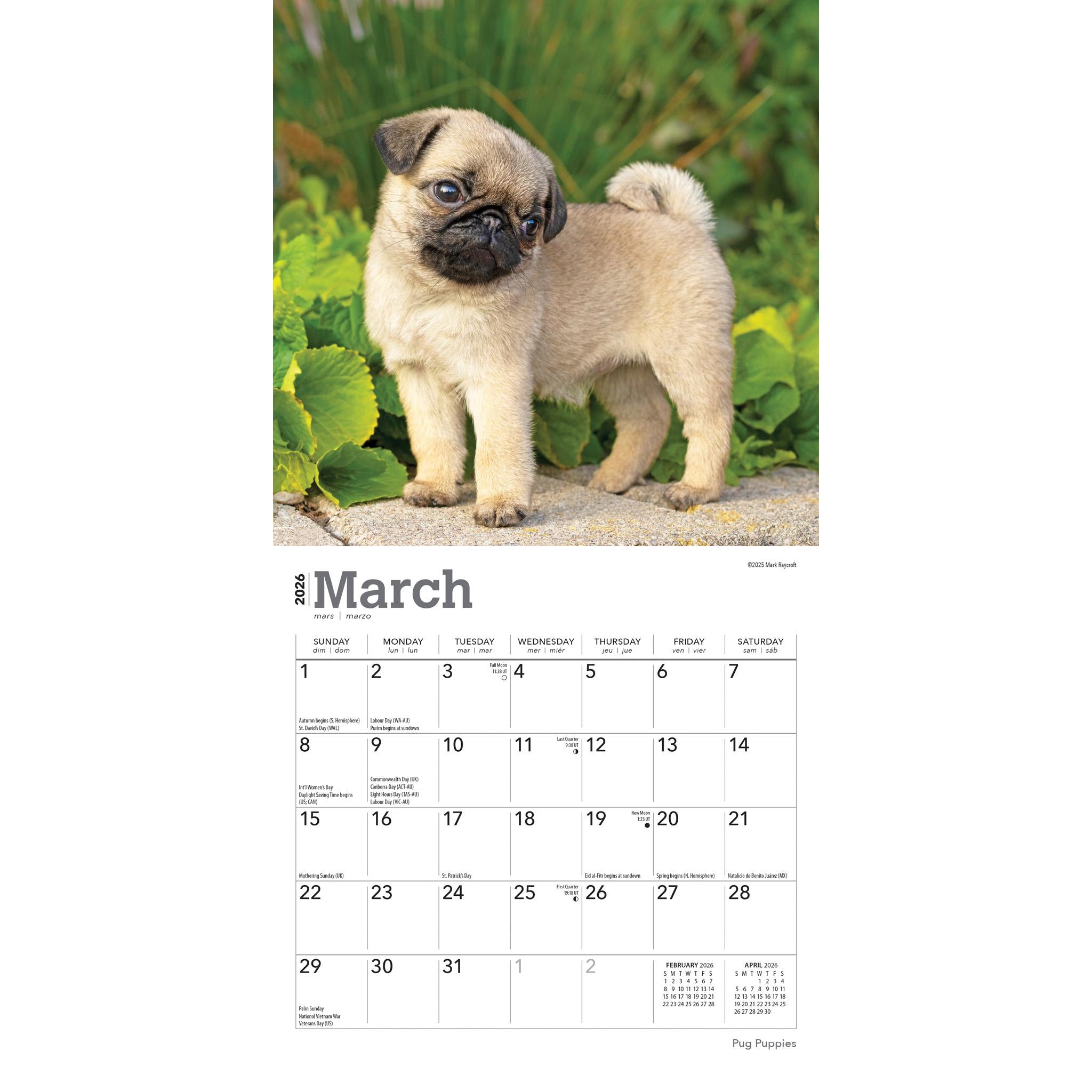 Pug Puppies 2026 Mini Calendar