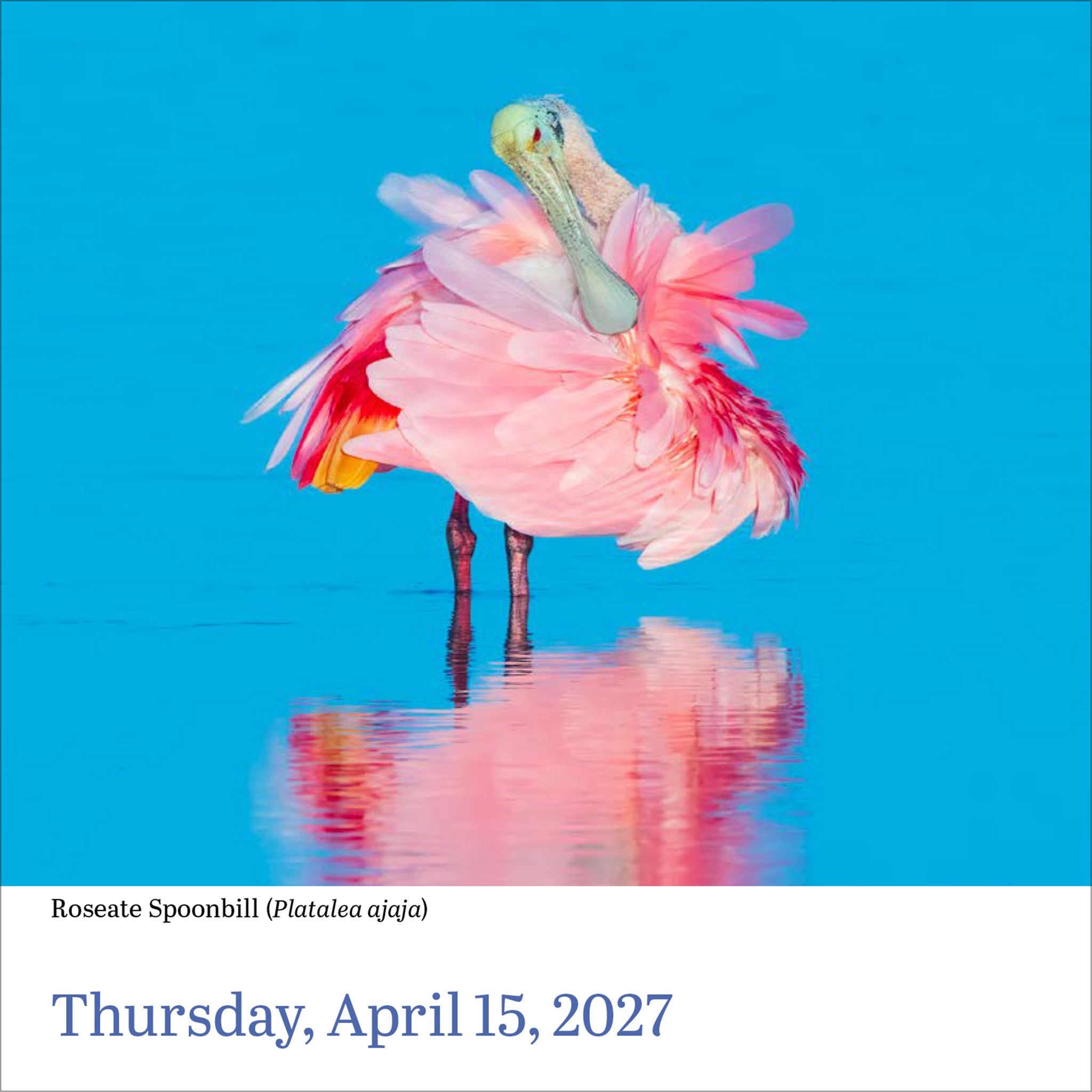 Audubon Birds 2027 Box Calendar