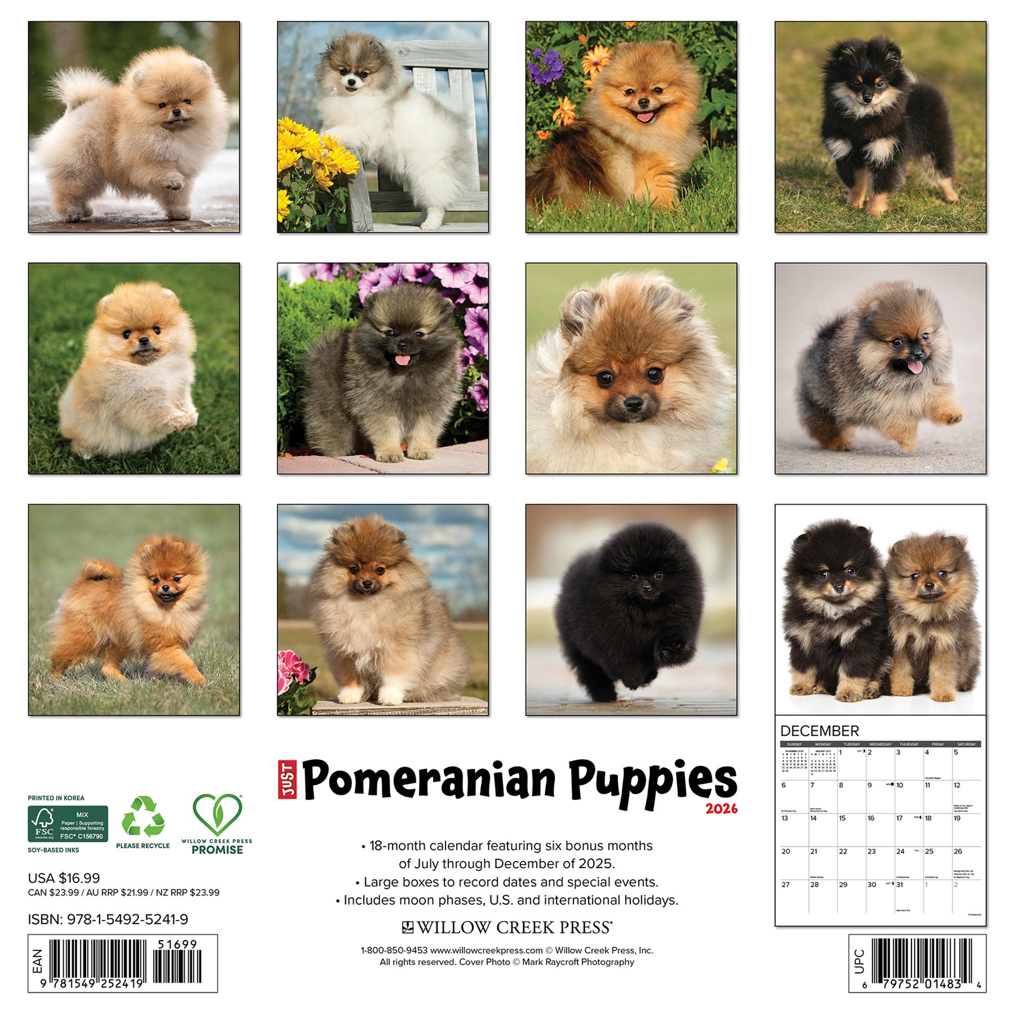 Just Pomeranian Puppies 2026 Wall Calendar