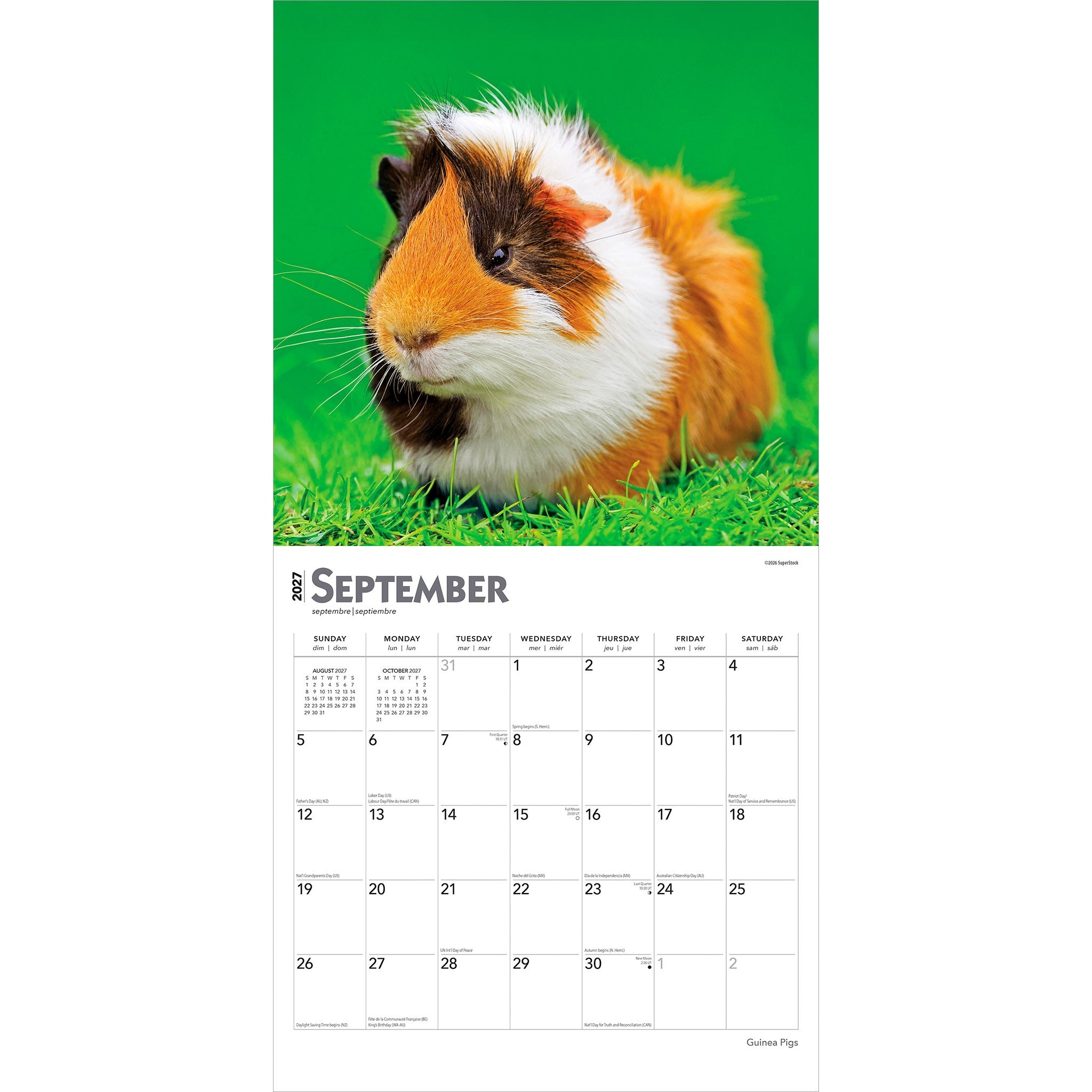 Guinea Pigs 2027 Wall Calendar