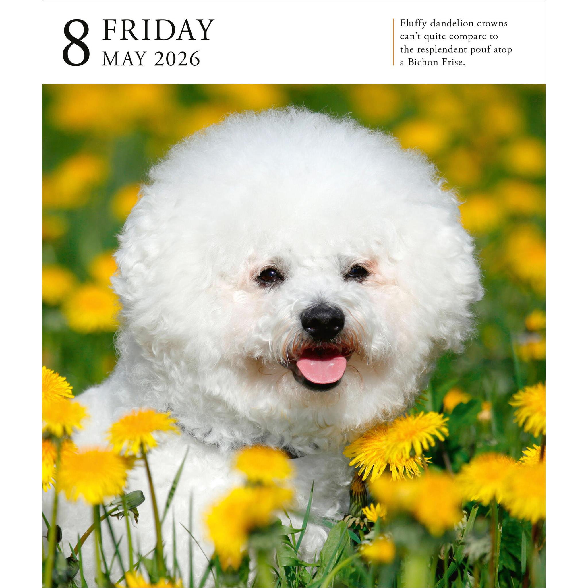 Dog Gallery 2026 Box Calendar
