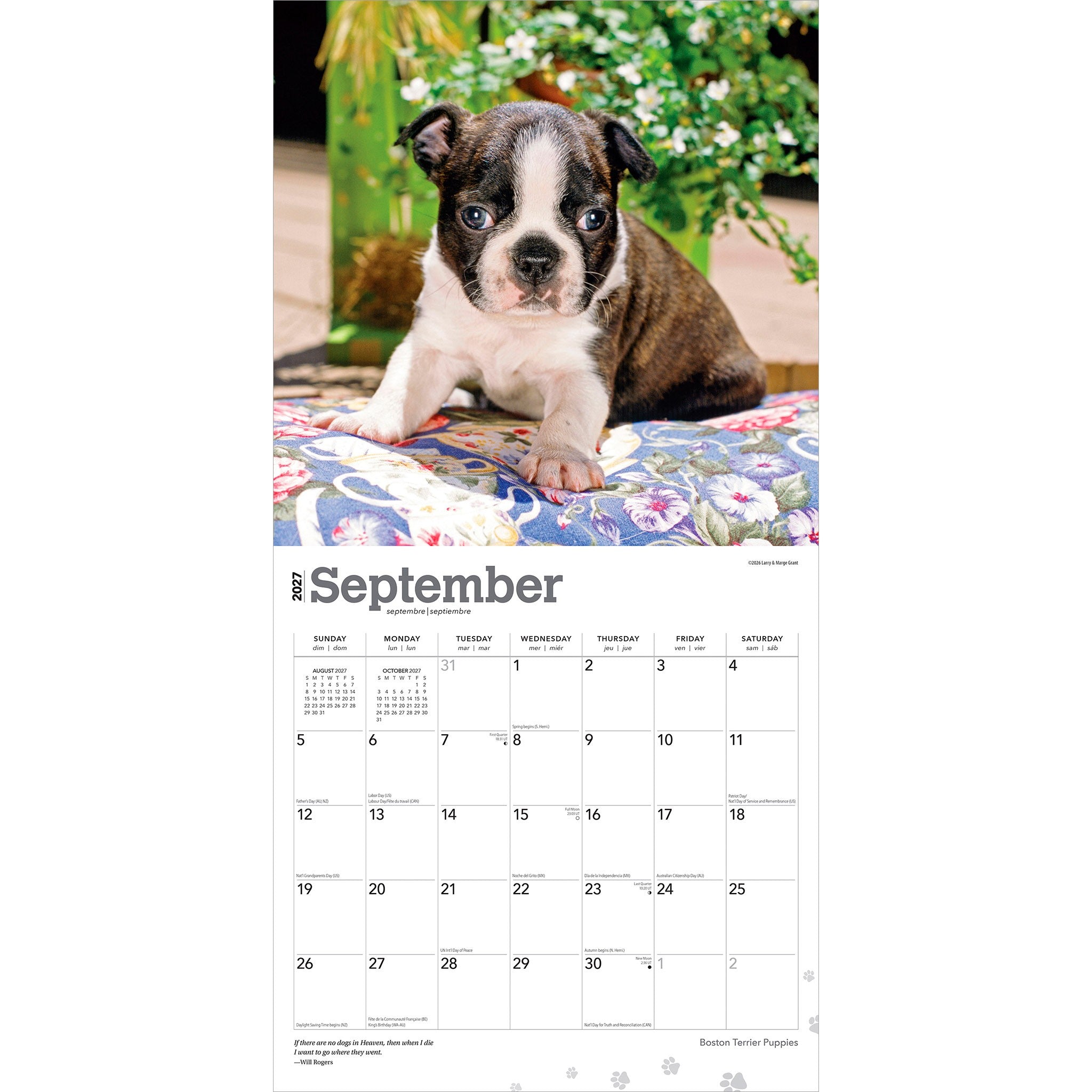 Boston Terrier Puppies 2027 Wall Calendar - Online Only