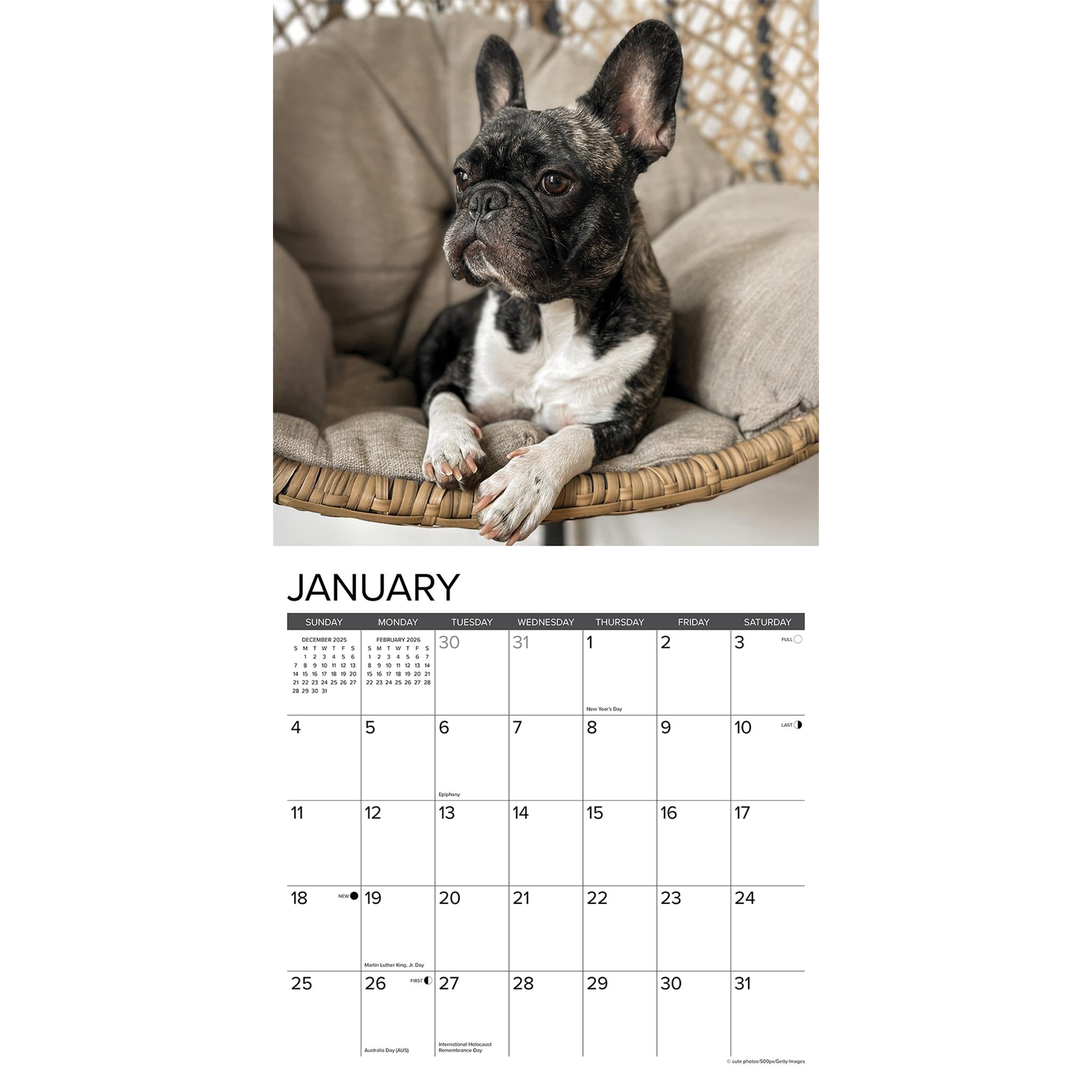 Just French Bulldogs 2026 Wall Calendar