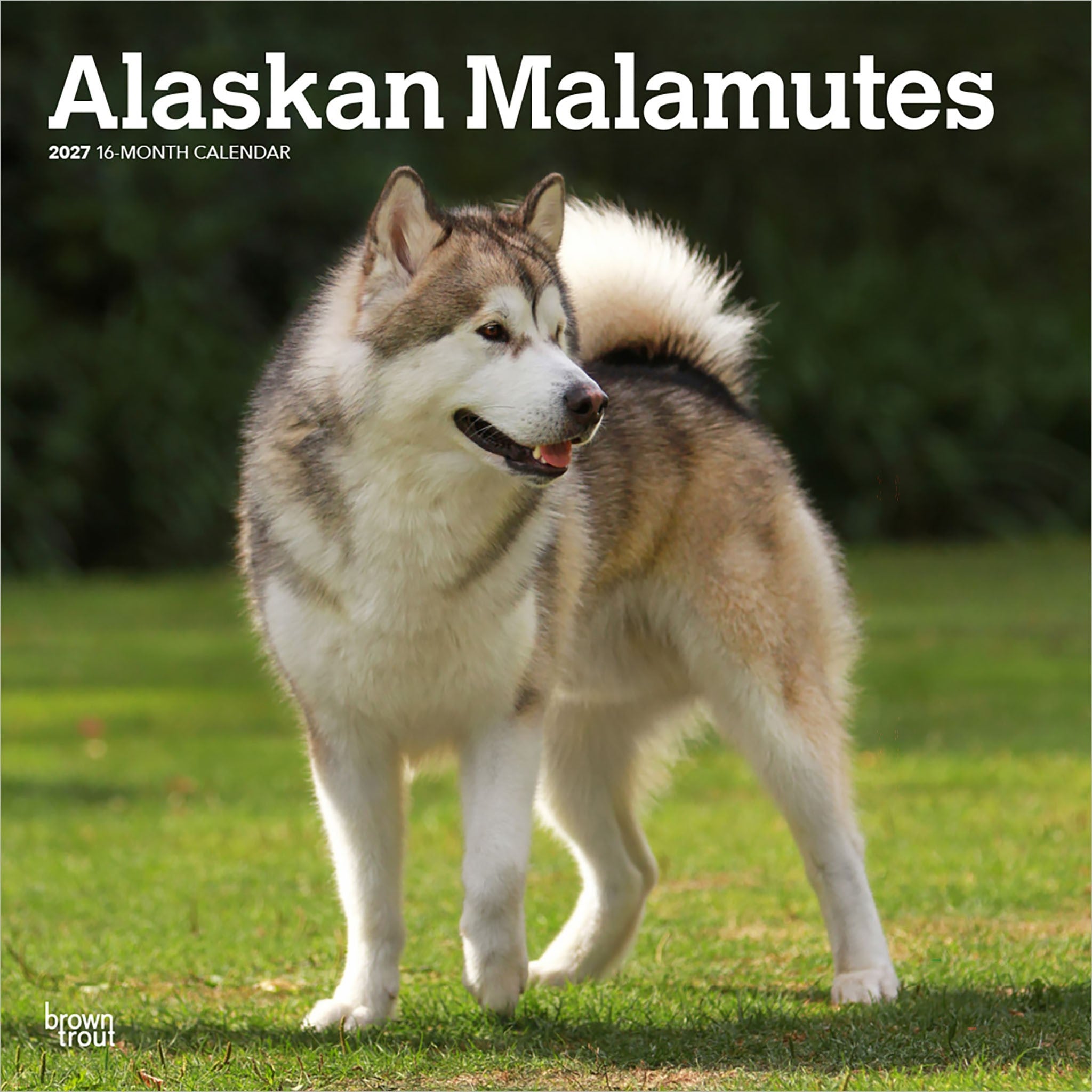 Alaskan Malamutes 2027 Wall Calendar