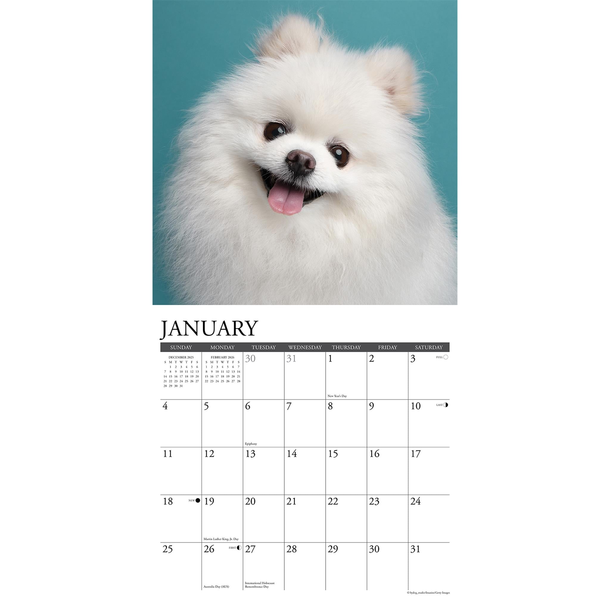 Just Pomeranians 2026 Wall Calendar