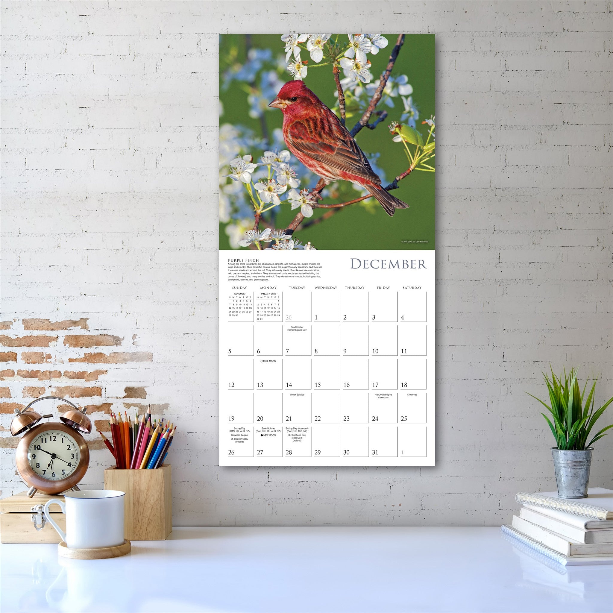 Songbirds of North America 2027 Wall Calendar
