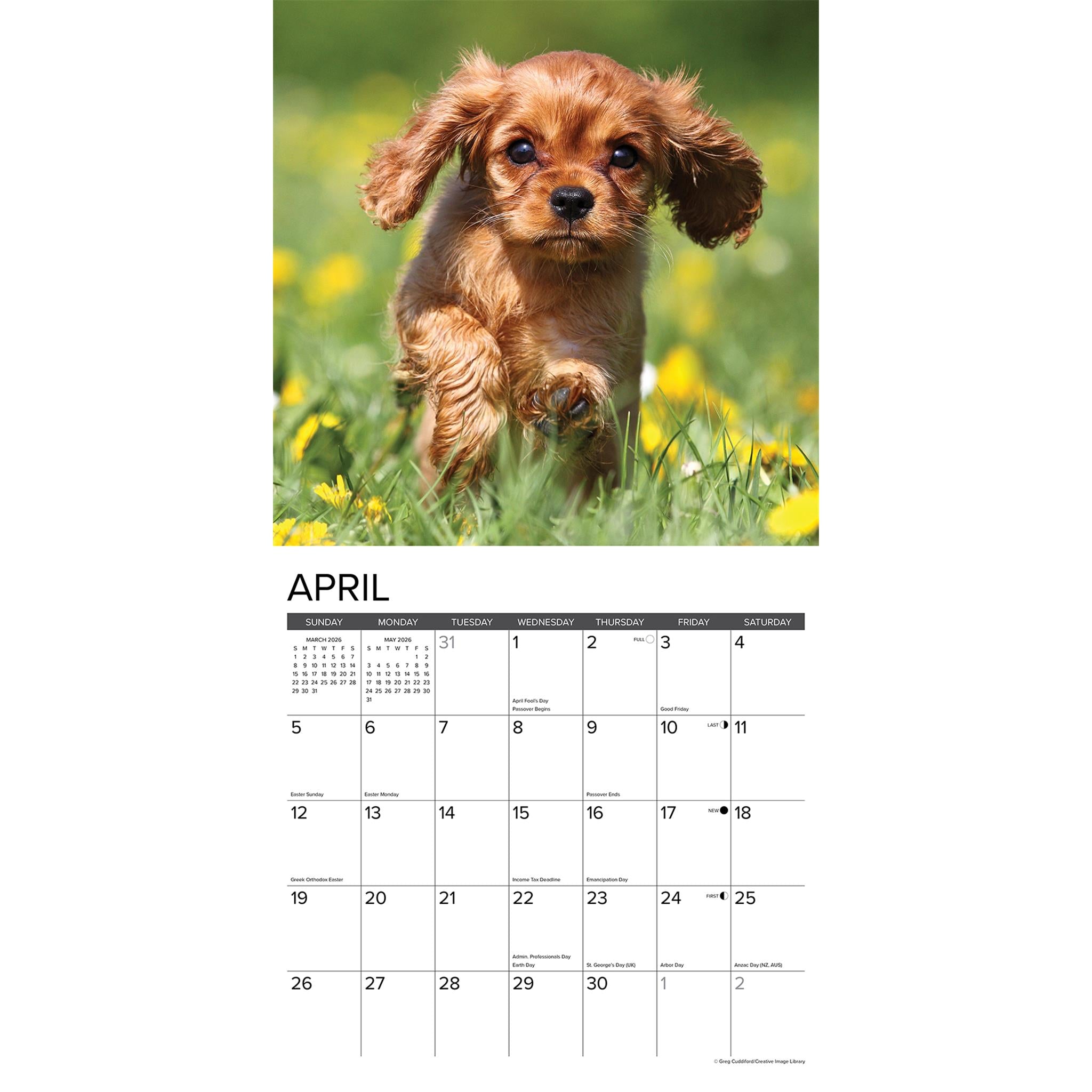 Just Cavalier King Charles Spaniel Puppies 2026 Wall Calendar - Online Only