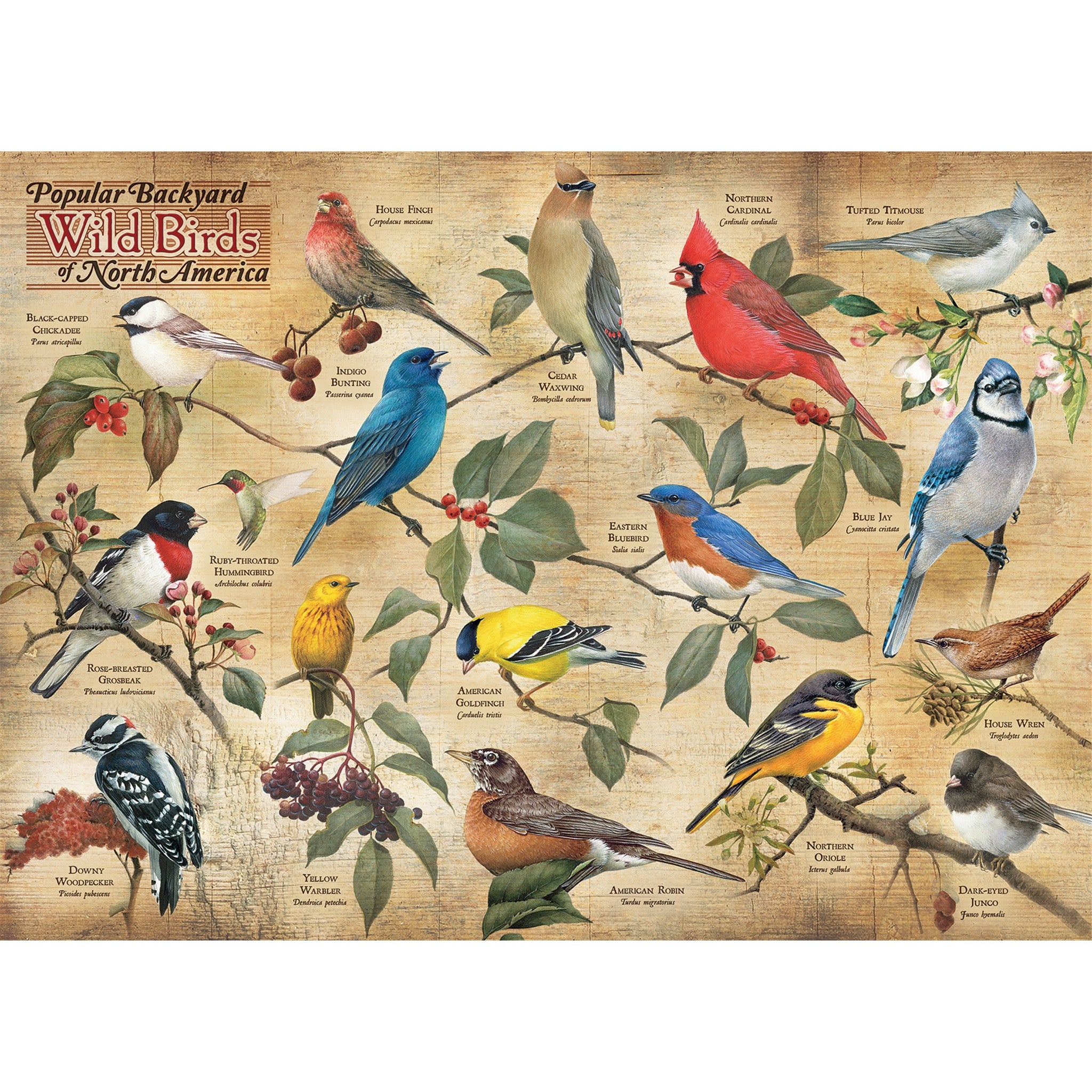 Popular Backyard Wild Birds of North America 1000 Piece Puzzle