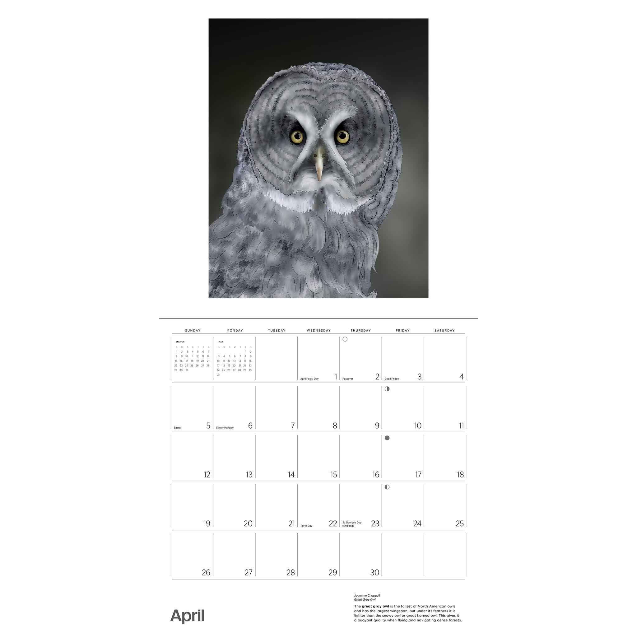 Owls Jeannine Chappell 2026 Wall Calendar