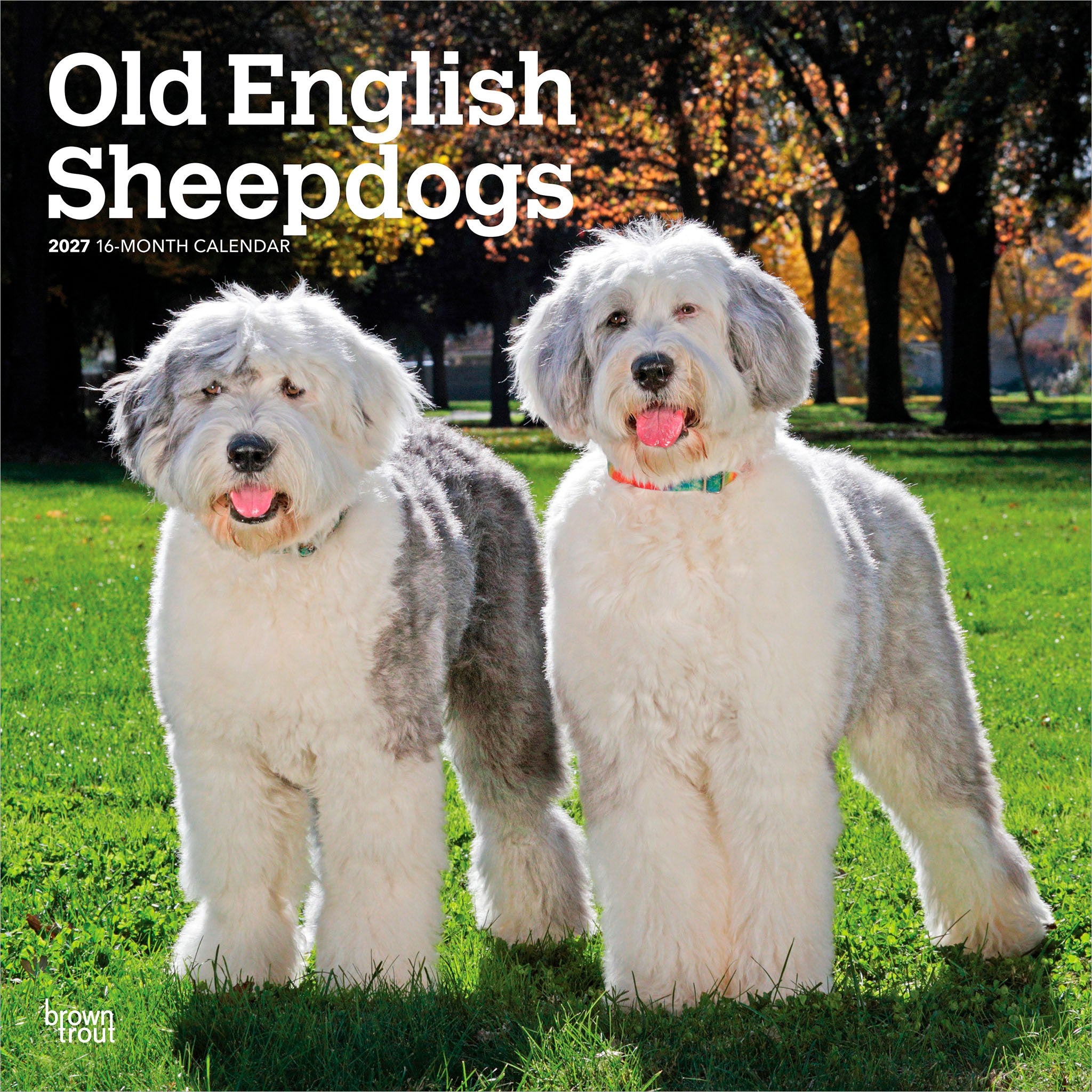 Old English Sheepdogs 2027 Wall Calendar