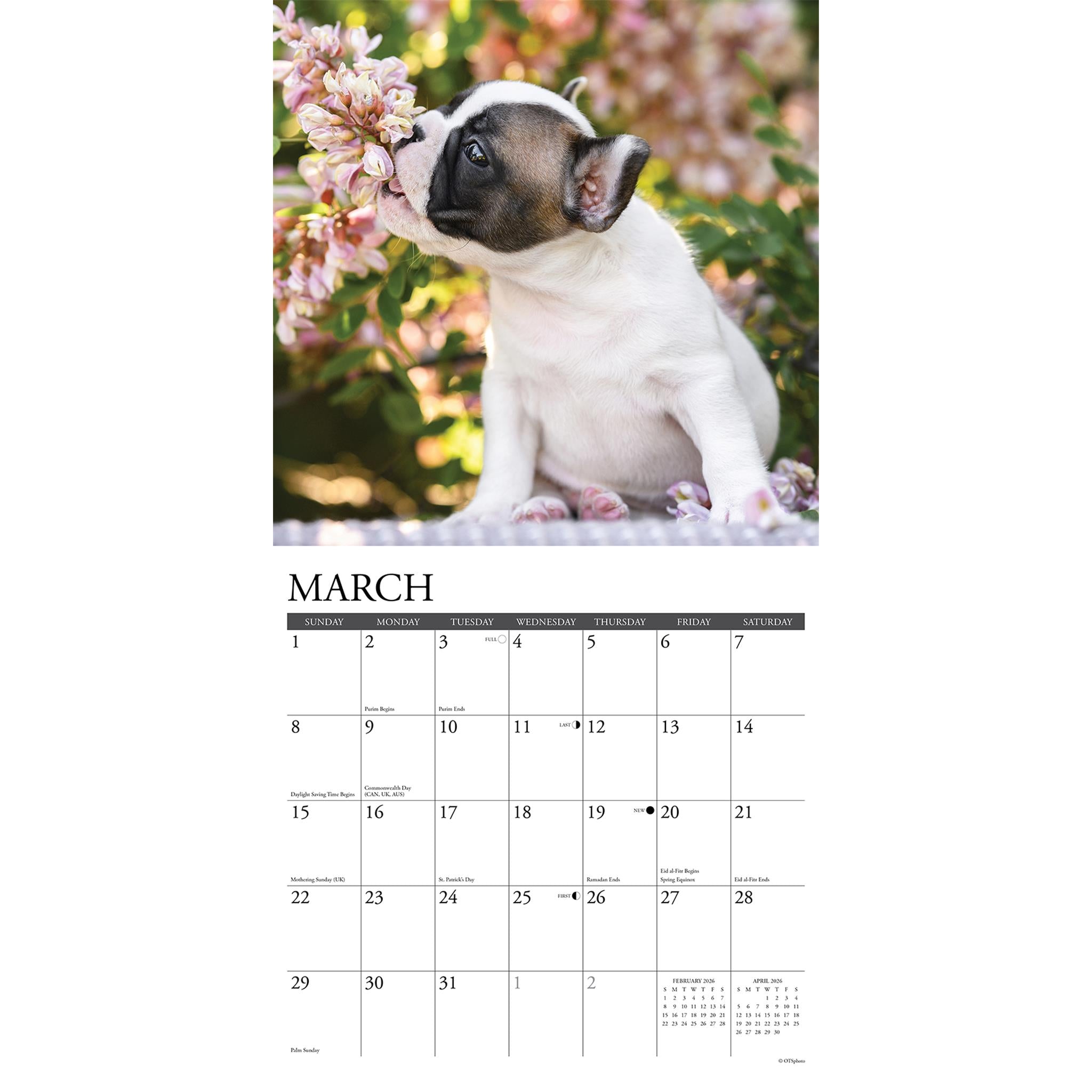 Just French Bulldog Puppies 2026 Wall Calendar