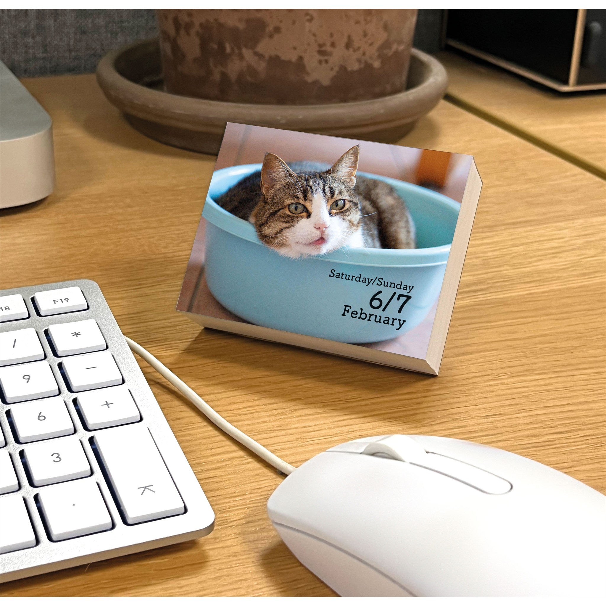 Cats 2027 Small Box Calendar