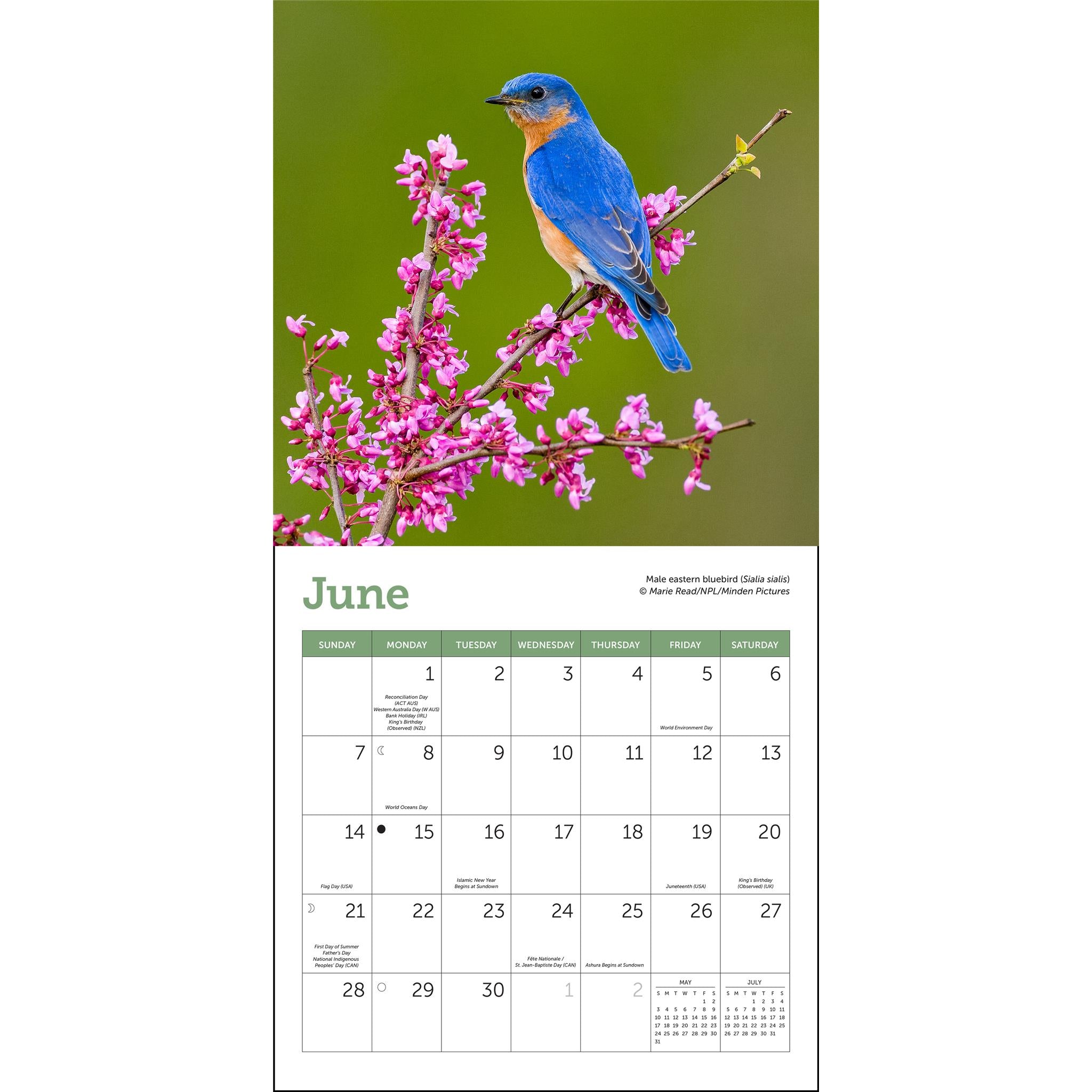 Songbirds 2026 Mini Calendar