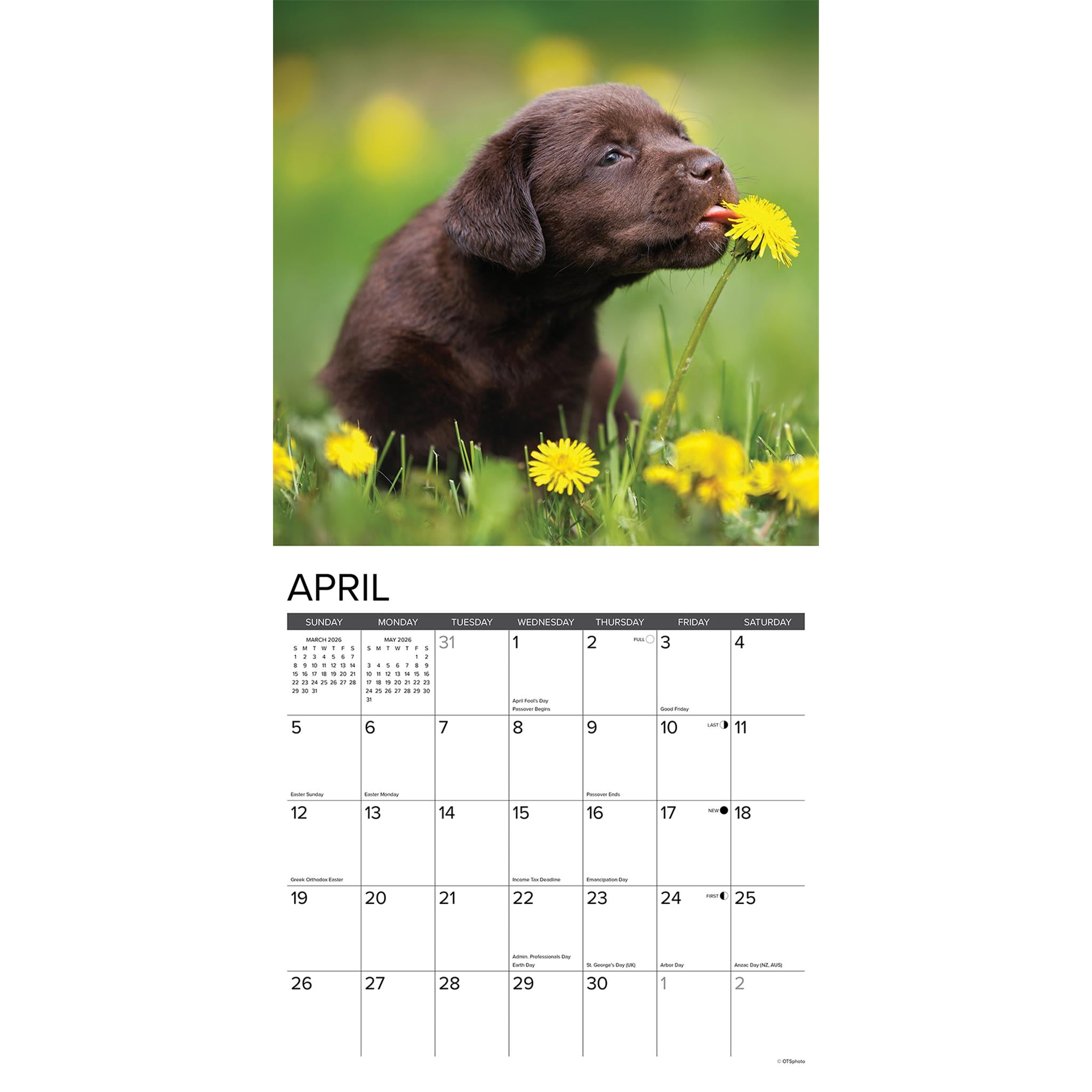 Just Chocolate Lab Puppies 2026 Wall Calendar - Online Only