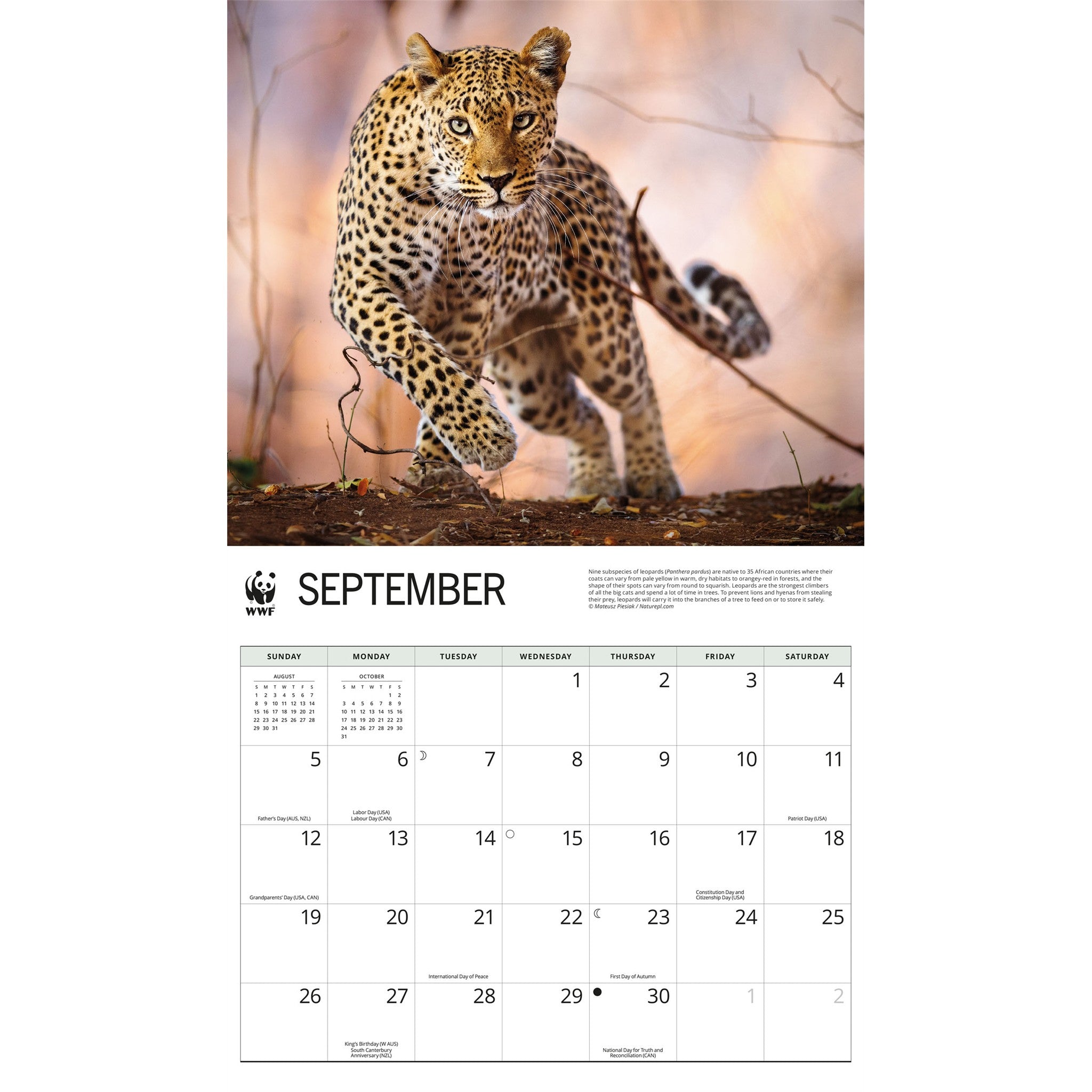 World Wildlife Fund Wild Cats 2027 Wall Calendar