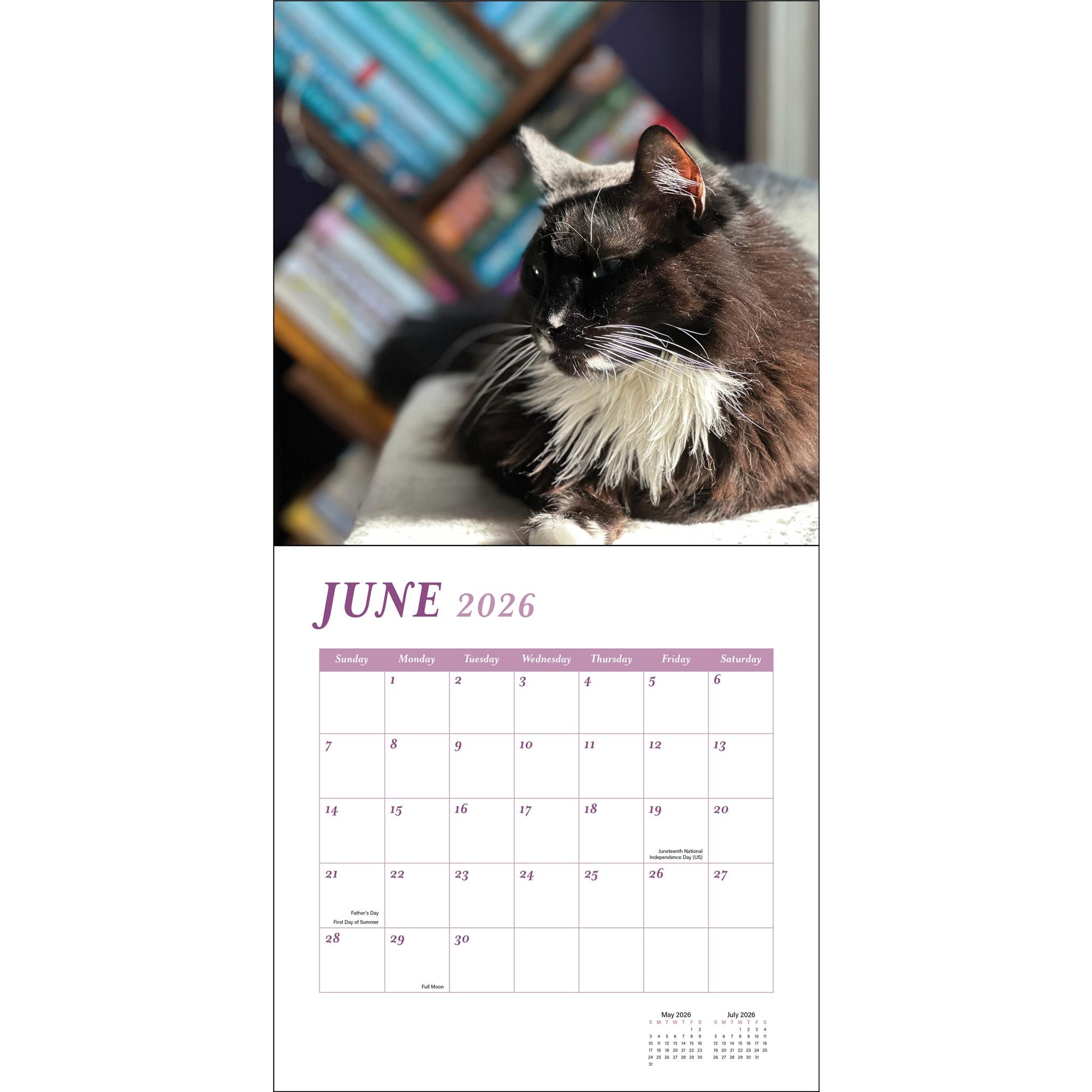 Cats And Books 2026 Wall Calendar