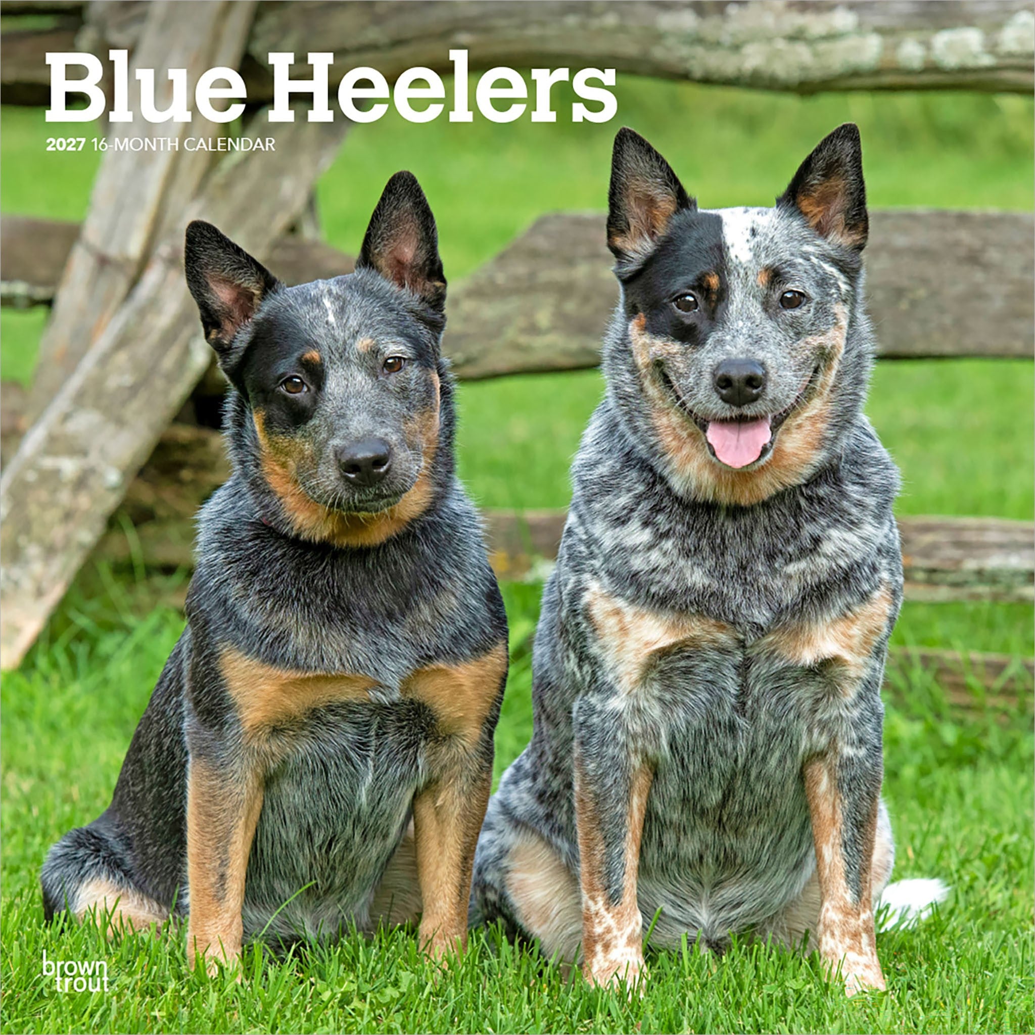 Blue Heelers 2027 Wall Calendar