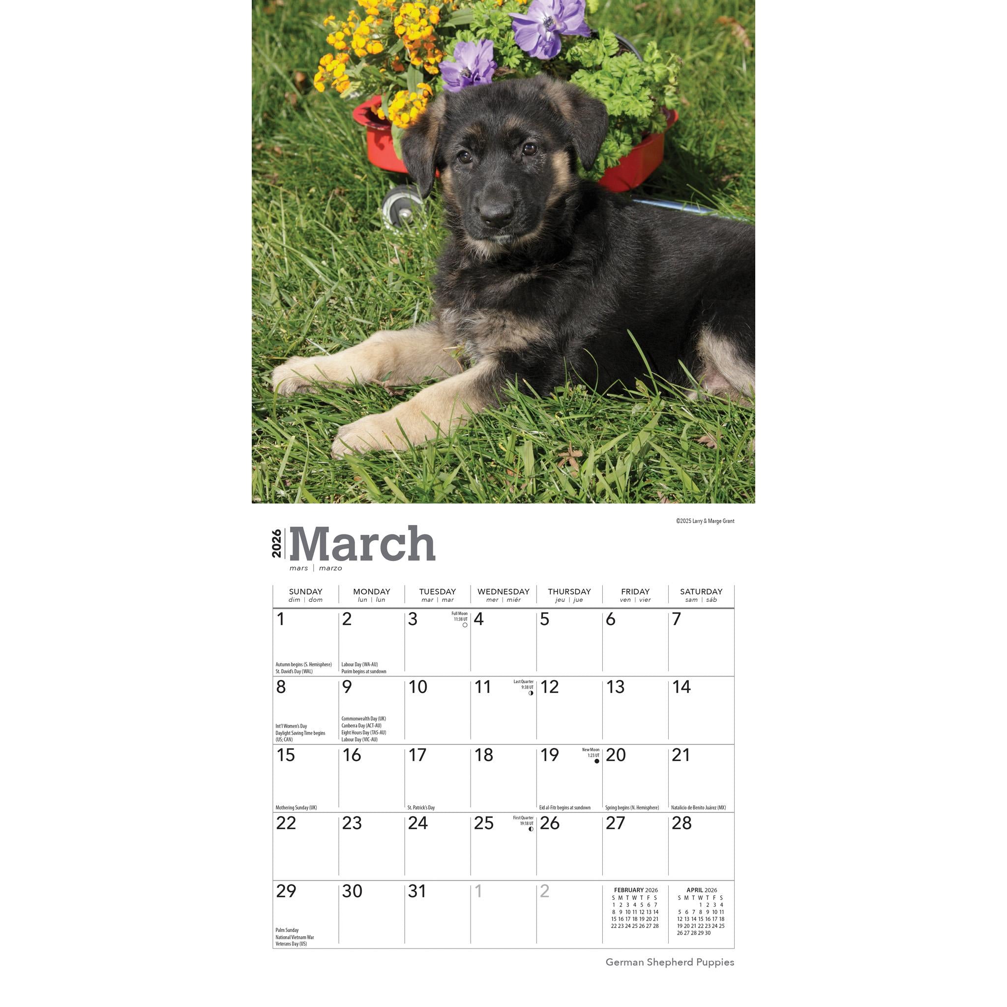 German Shepherd Puppies 2026 Mini Calendar