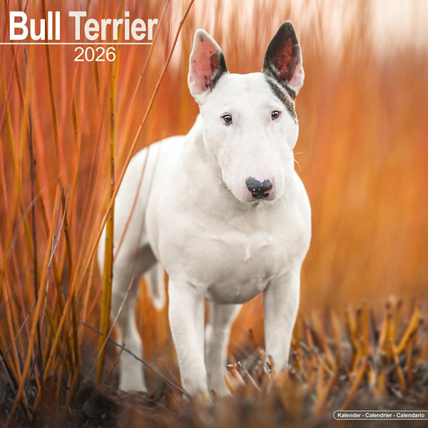 Bull Terriers 2026 Wall Calendar